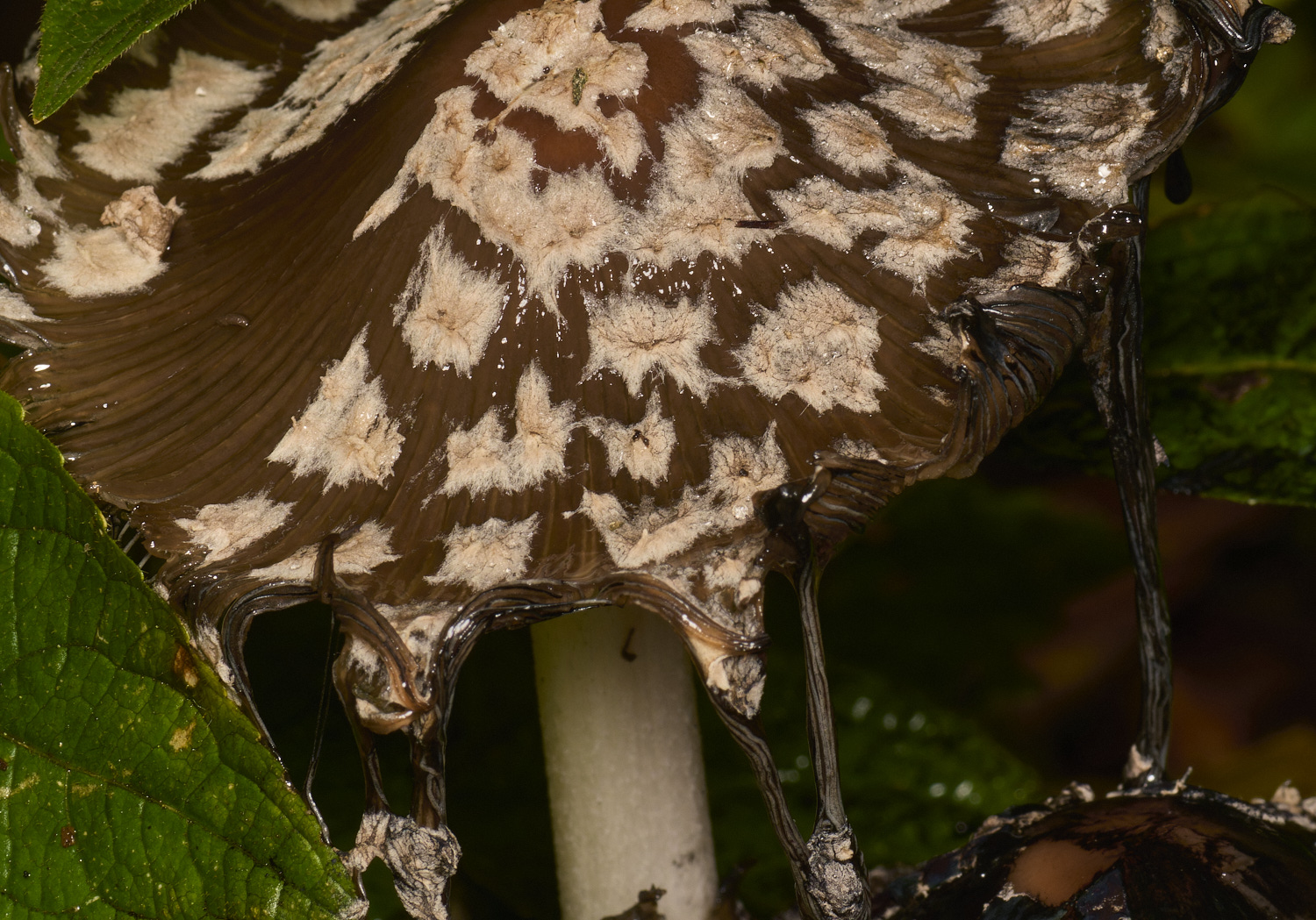 SporleWoodMagpieInkcap021124-3