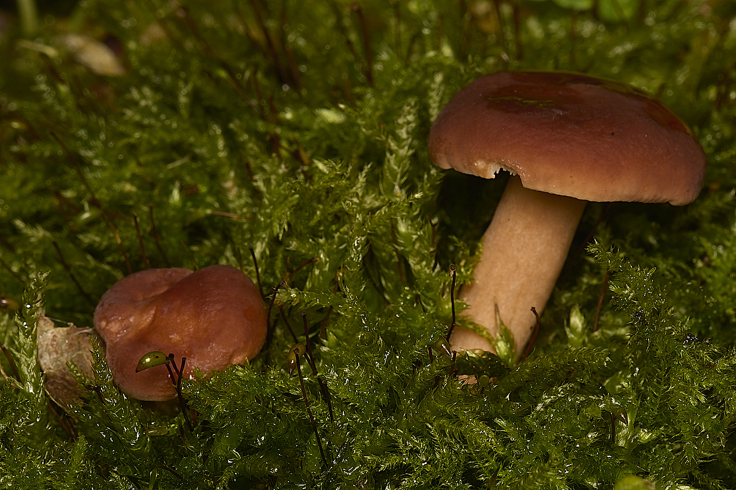 SporleWoodMilkcaps021124-1