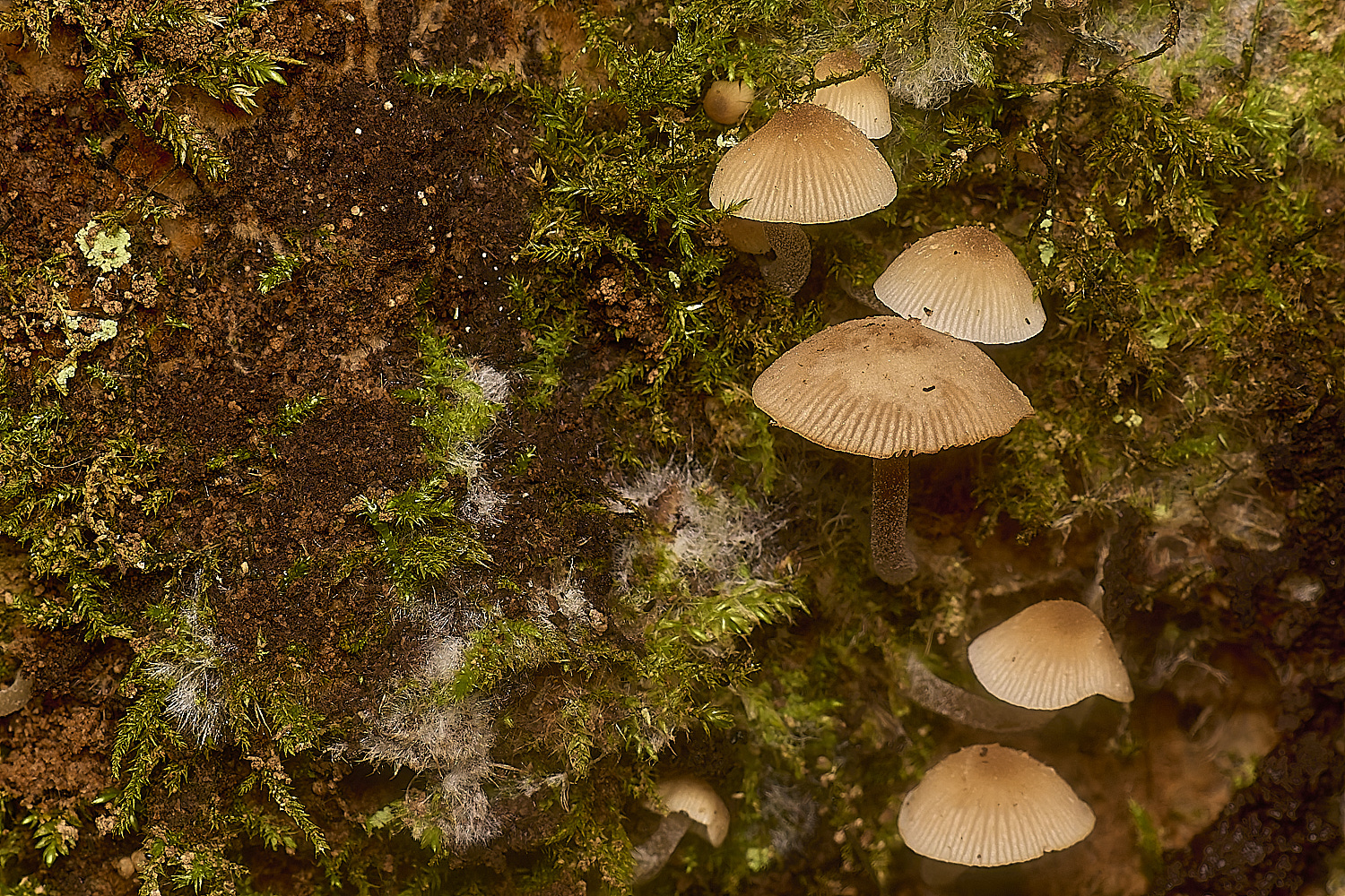 SporleWoodPygmyBrittlestem021124-1