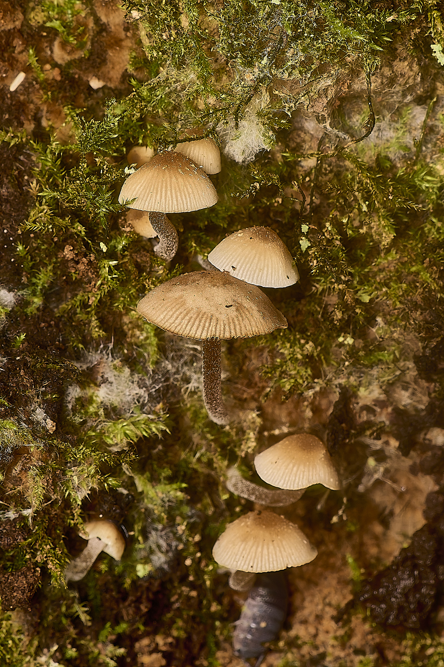 SporleWoodPygmyBrittlestem021124-2