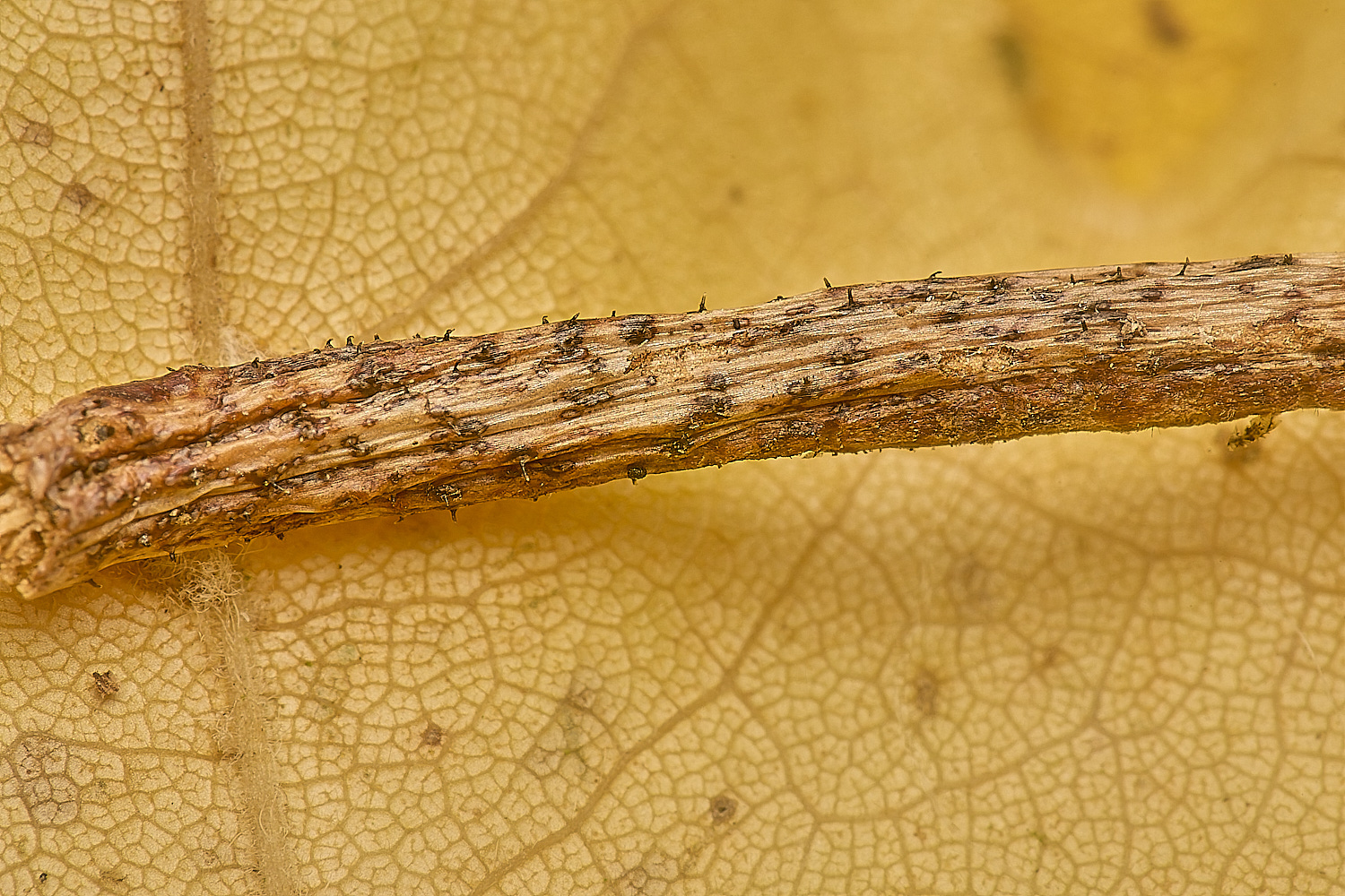 SporleWoodSycamorePetiole021124-1