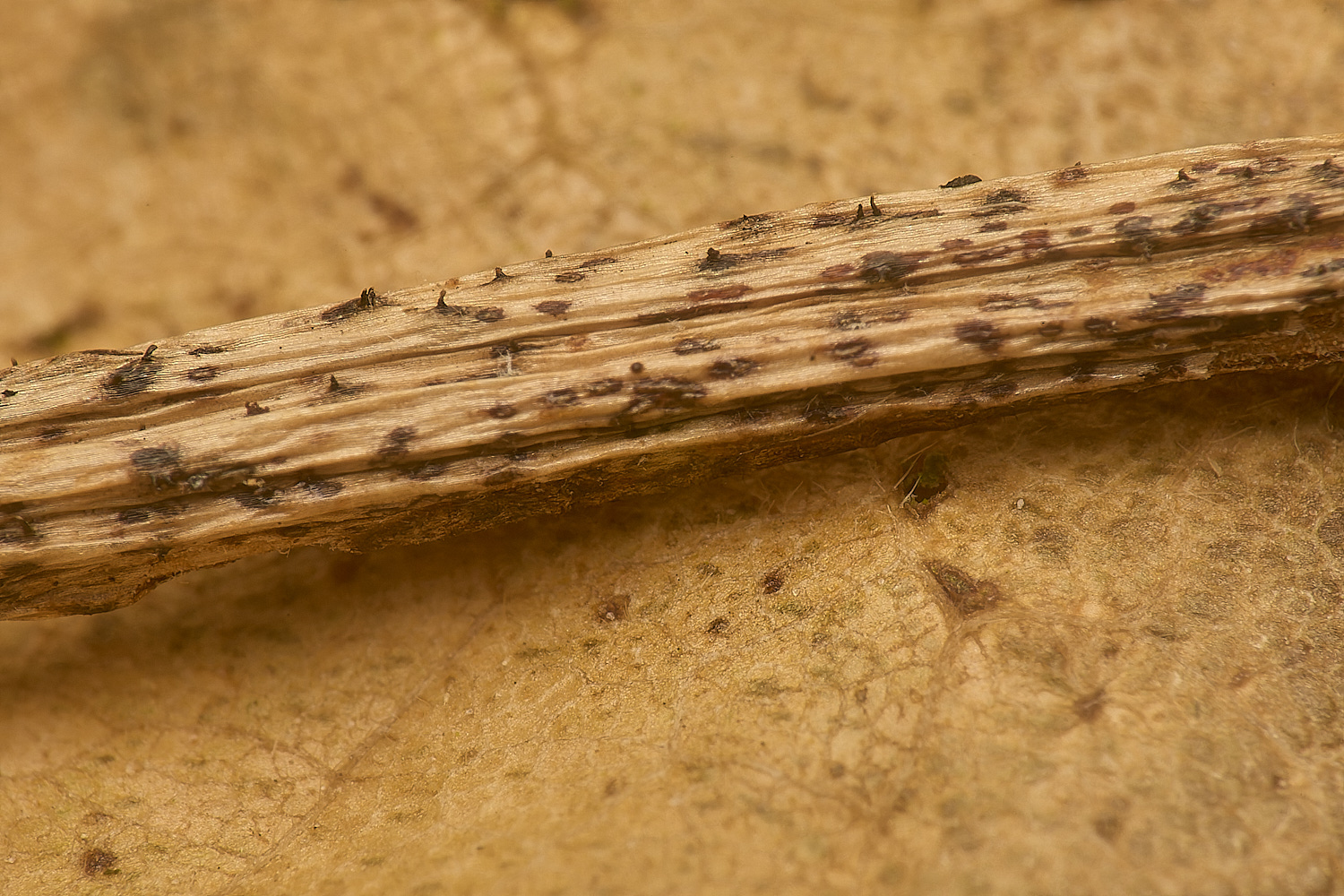 SporleWoodSycamorePetiole021124-2