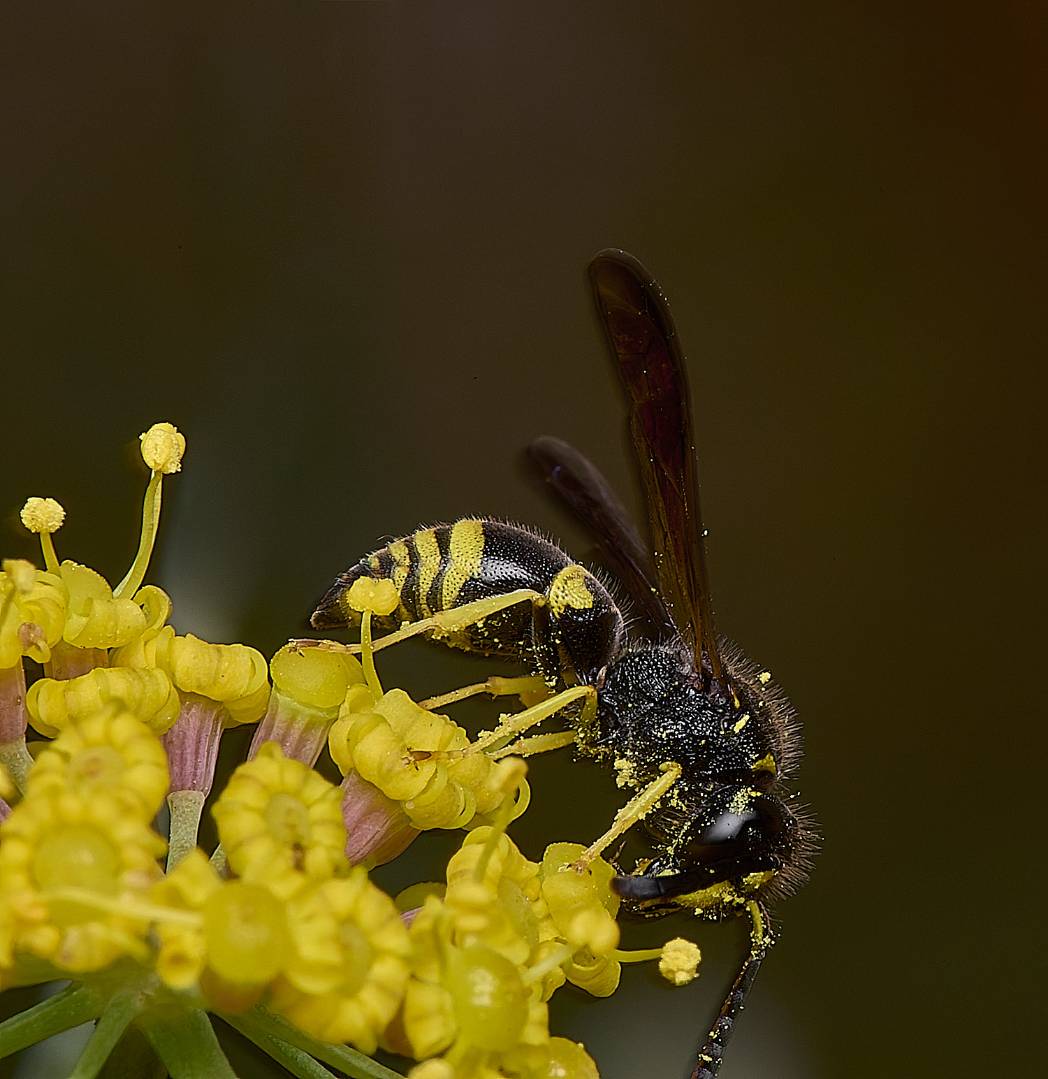 StrumpshawAncistrocerus080824-1