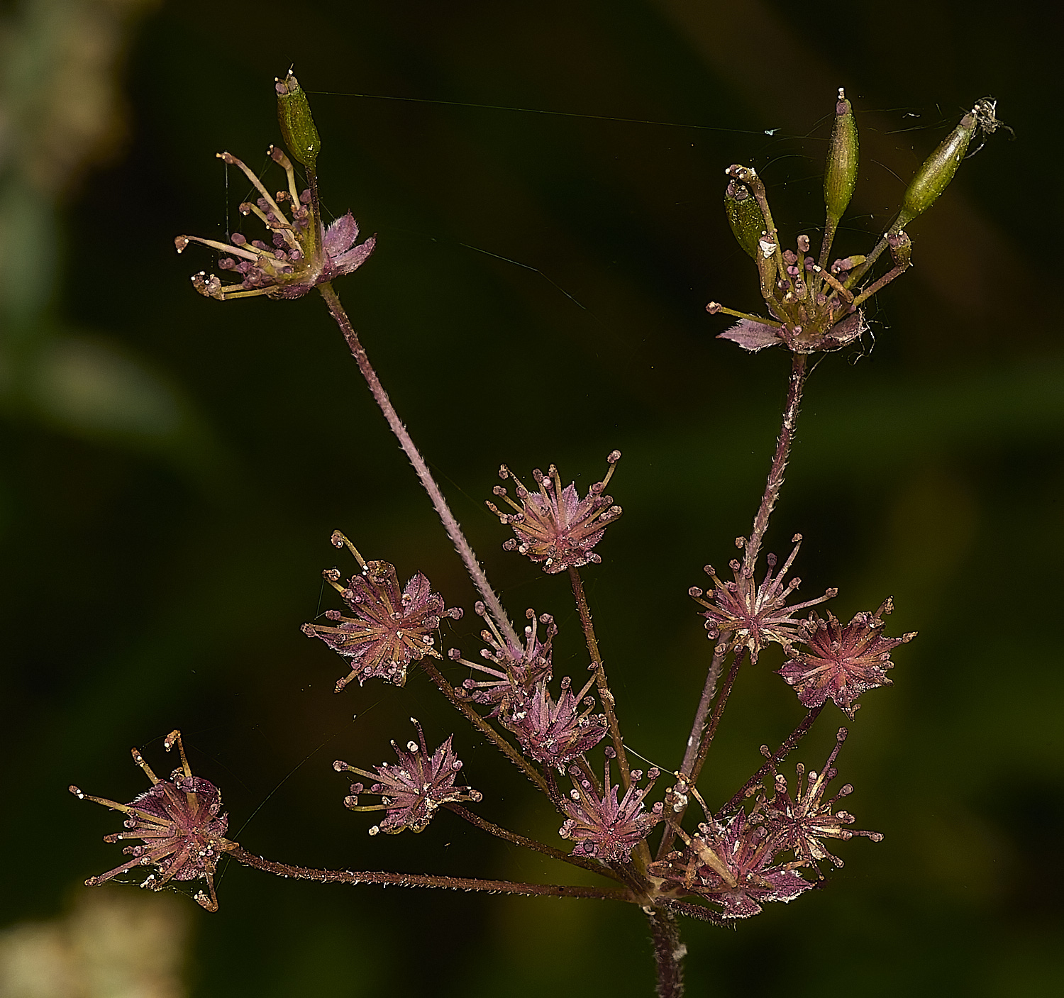 StrumpshawBurrChervil080824-1