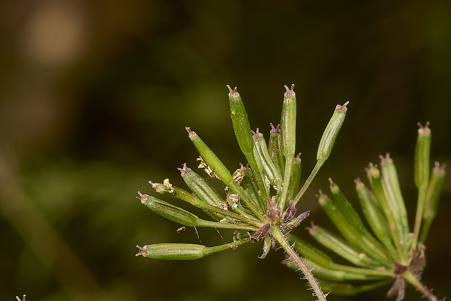 StrumpshawBurrChervil080824-3