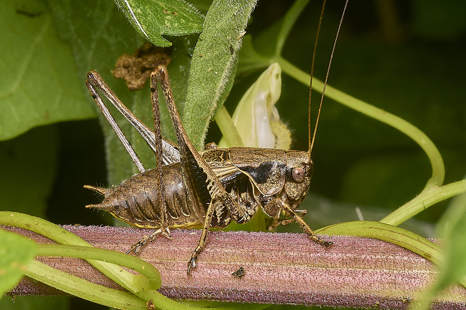 StrumpshawDarkBushcricket080824-1