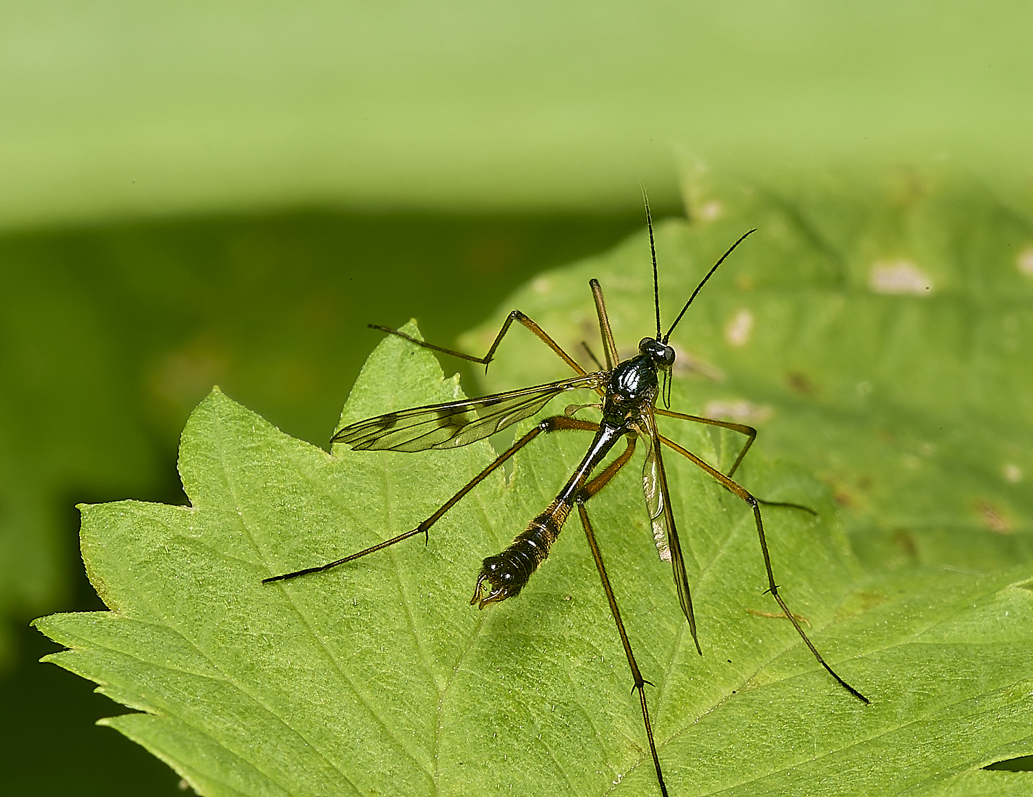 StrumpshawElegantCranefly080824-1