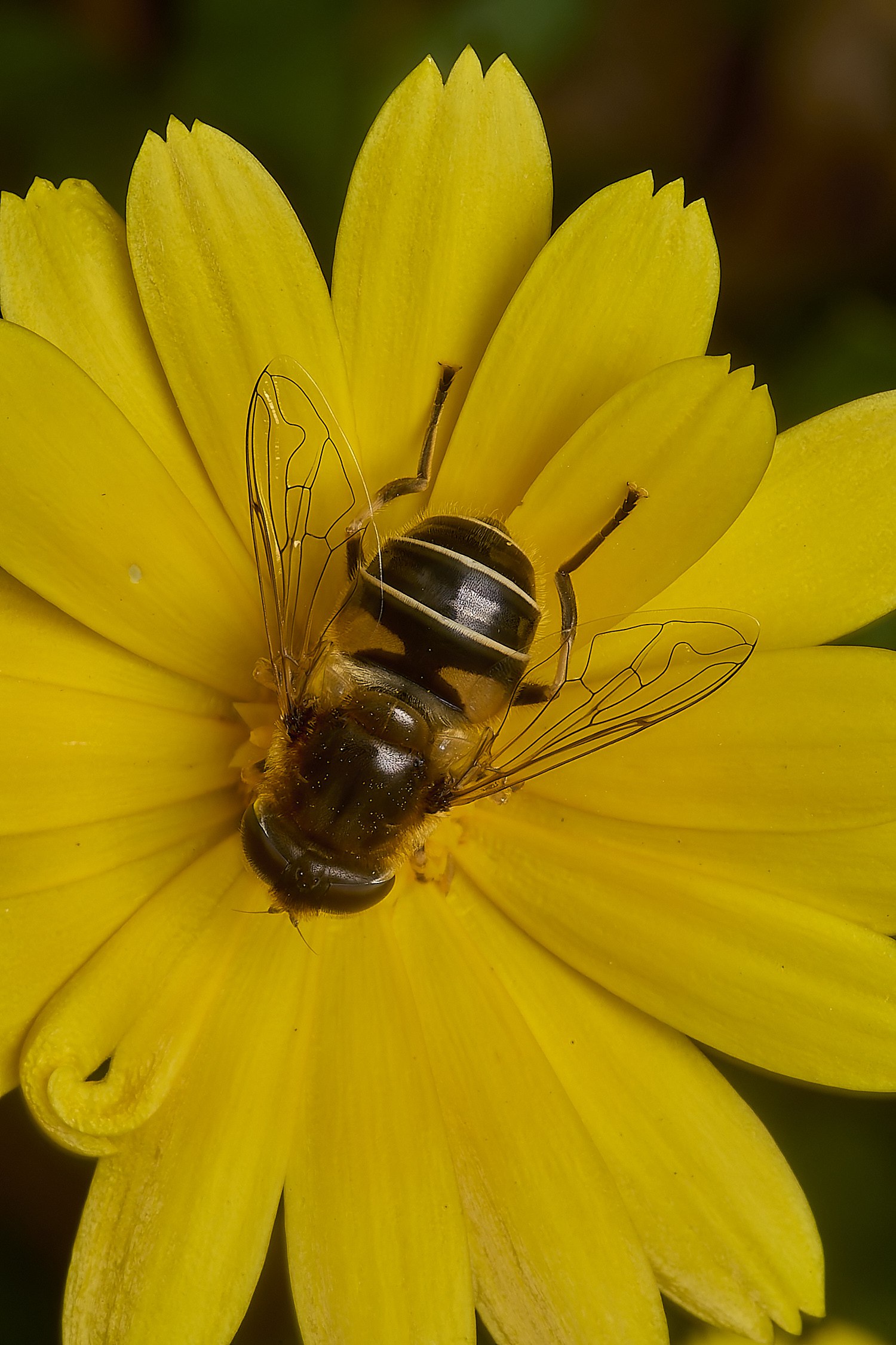 StrumpshawEristalis2080824-1