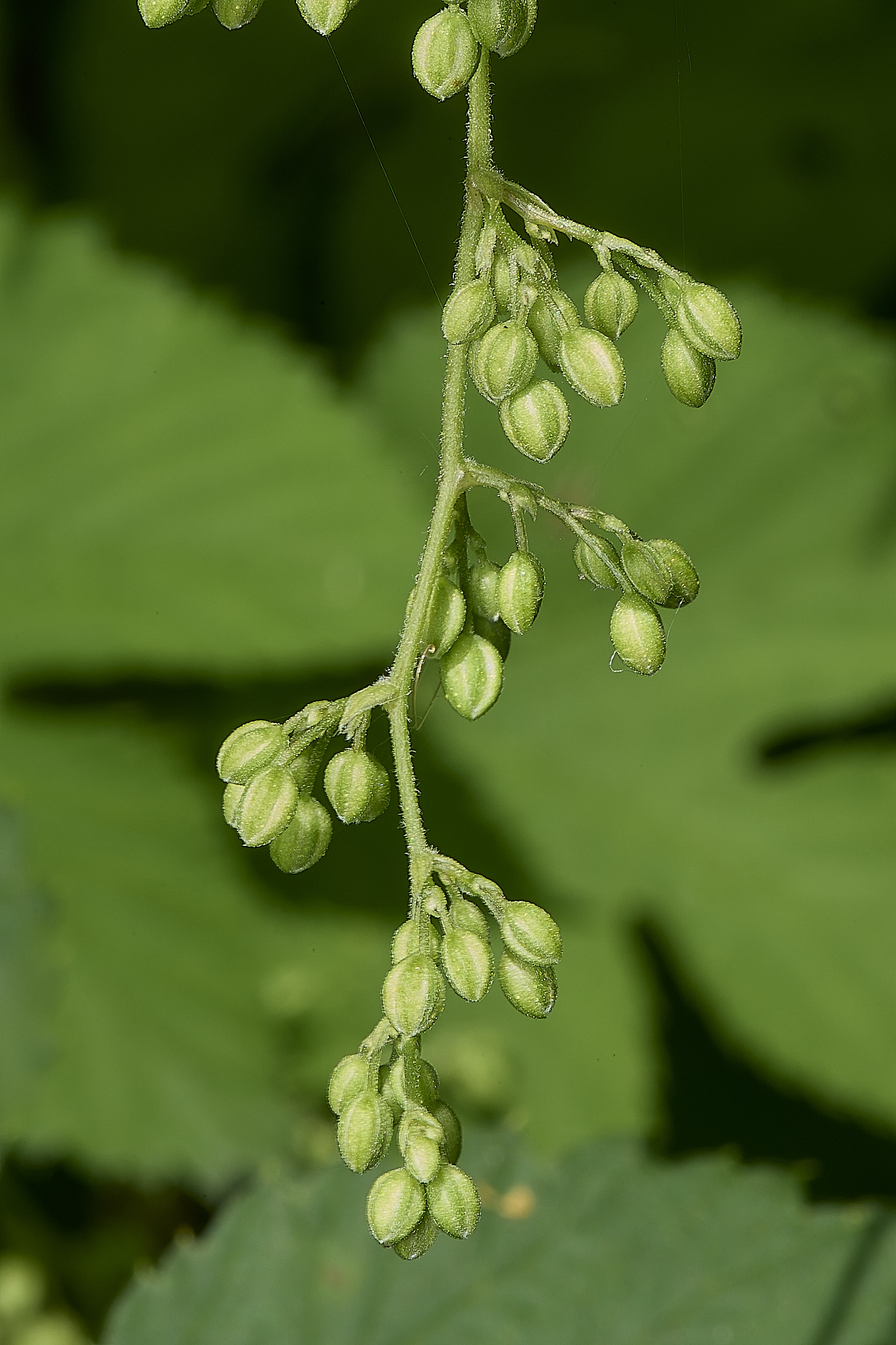 StrumpshawHop080824-1