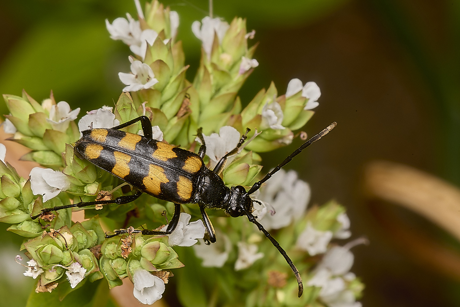 StrumpshawLonghorn080824-1