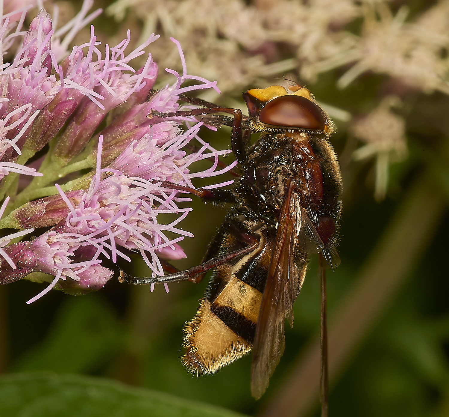 StrumpshawZonaria080824-1