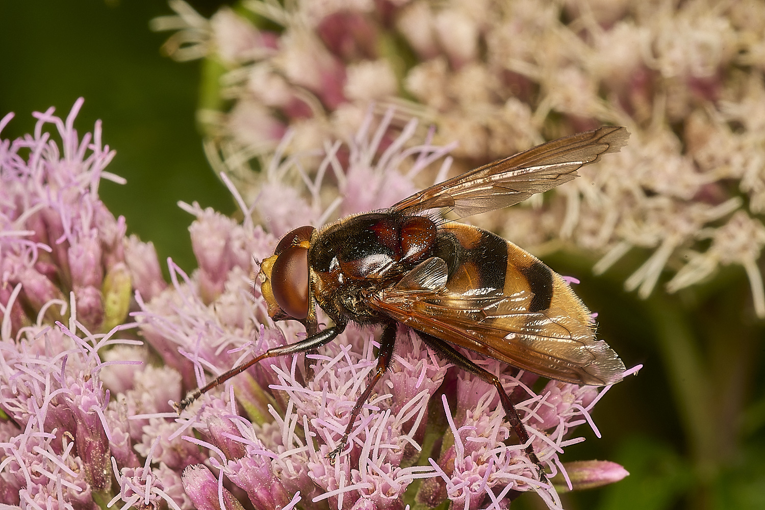 StrumpshawZonaria080824-2