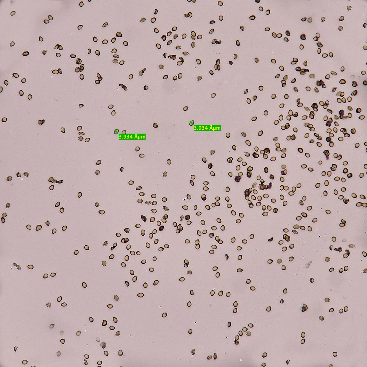 SweetBriarMarshBrownSpores171124-1M