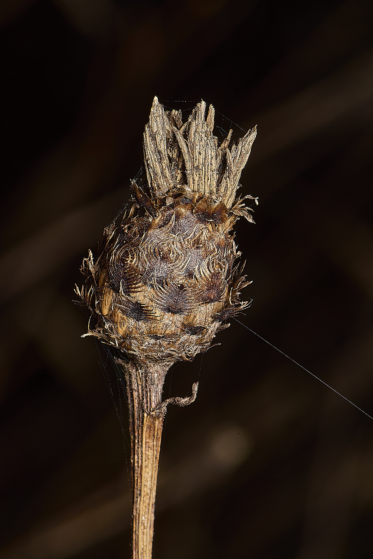 SweetbriarMarshKnapweed171124-1