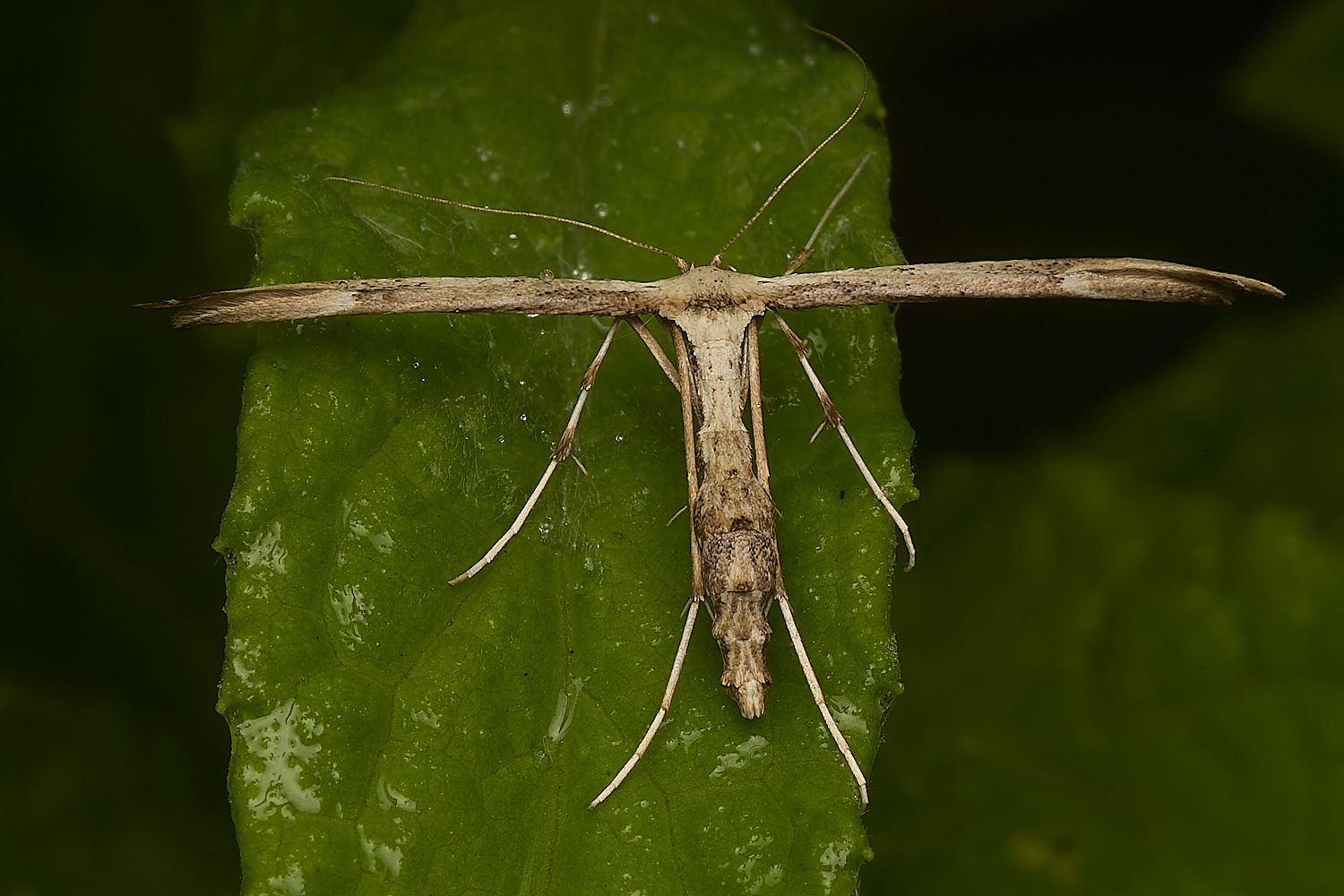 SweetBriarMarshPlumeMoth060824-1-NEF-