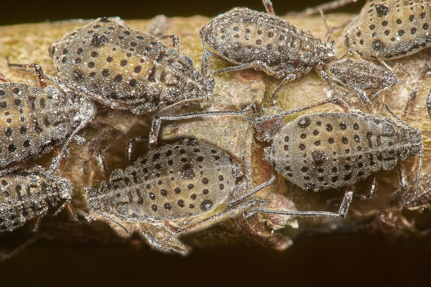 SweetBriarMarshWillowAphid171124-1