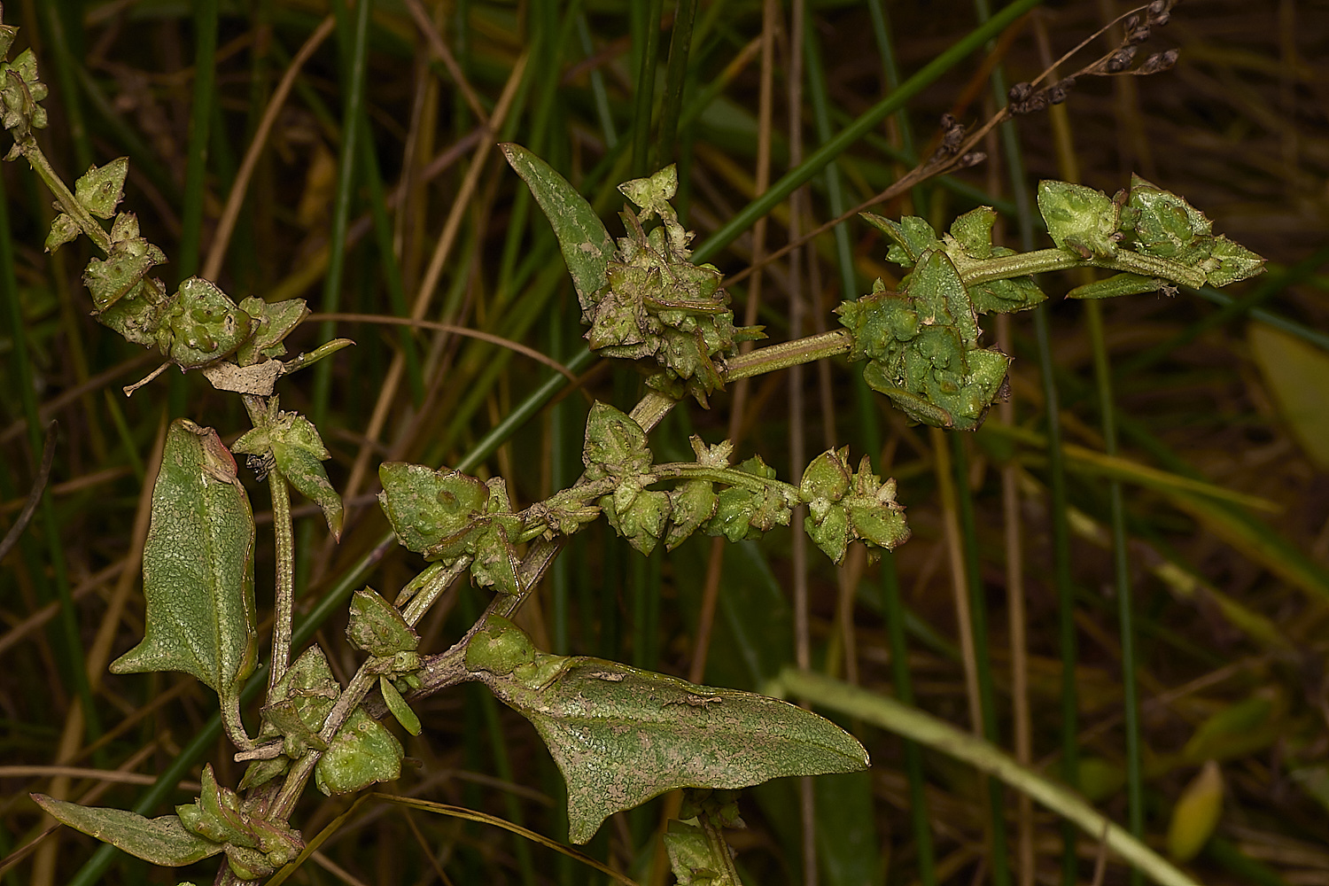 ThornhamOprostrata290924-2