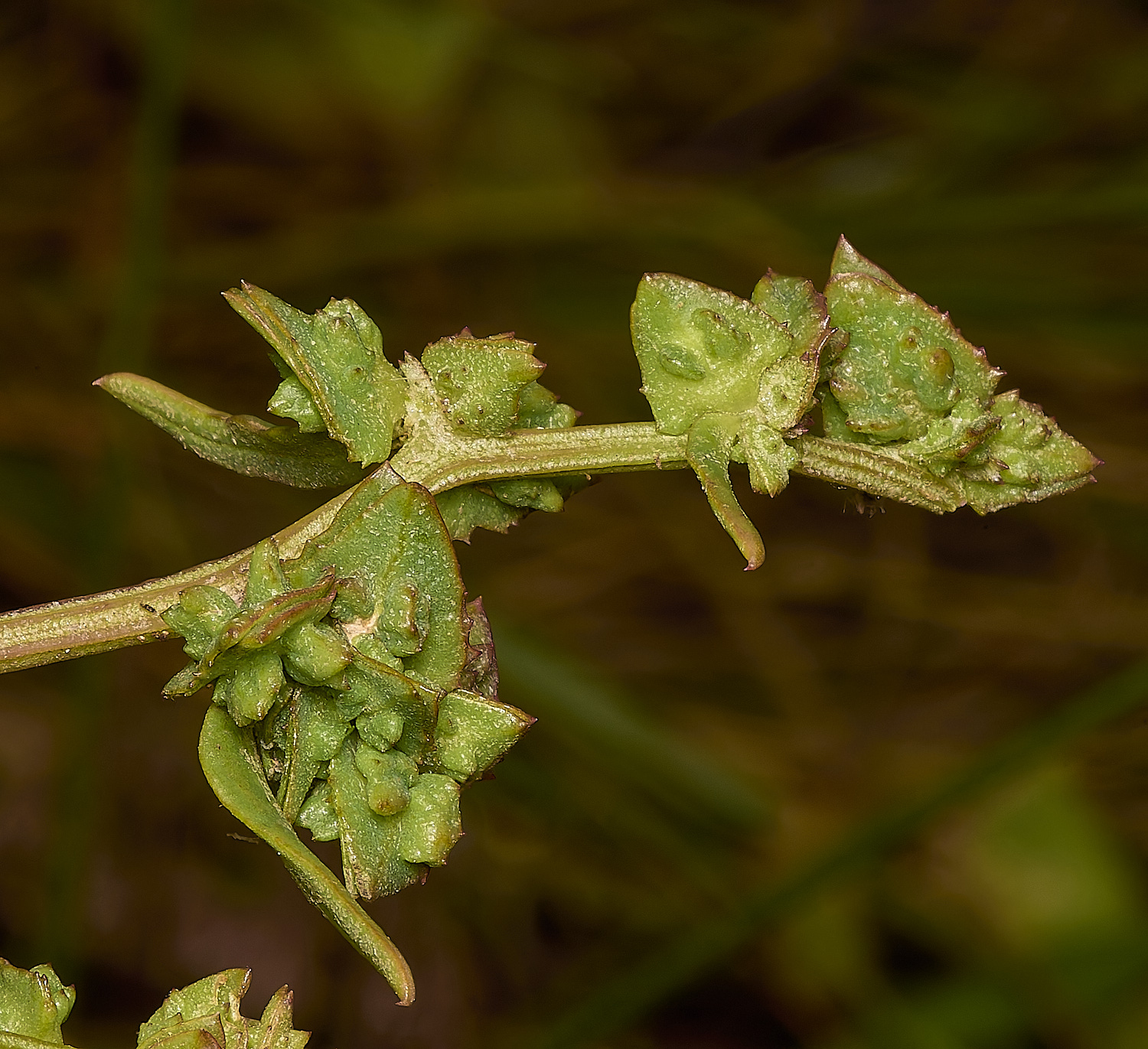 ThornhamOprostrata290924-4