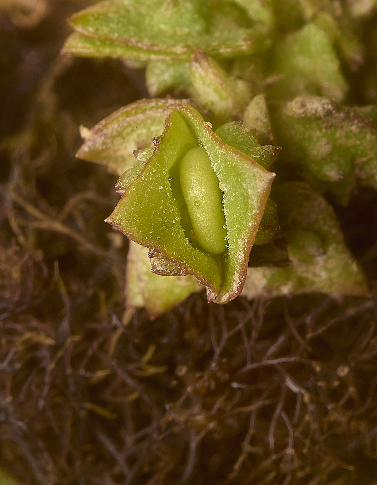 ThornhamOprostrata290924-6