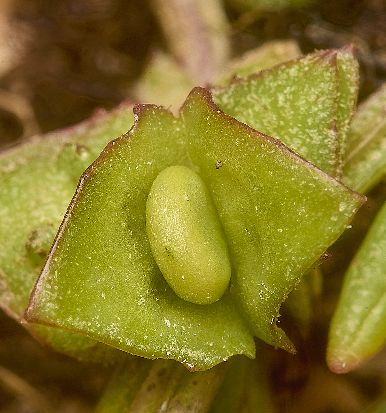 ThornhamOprostrata290924-7