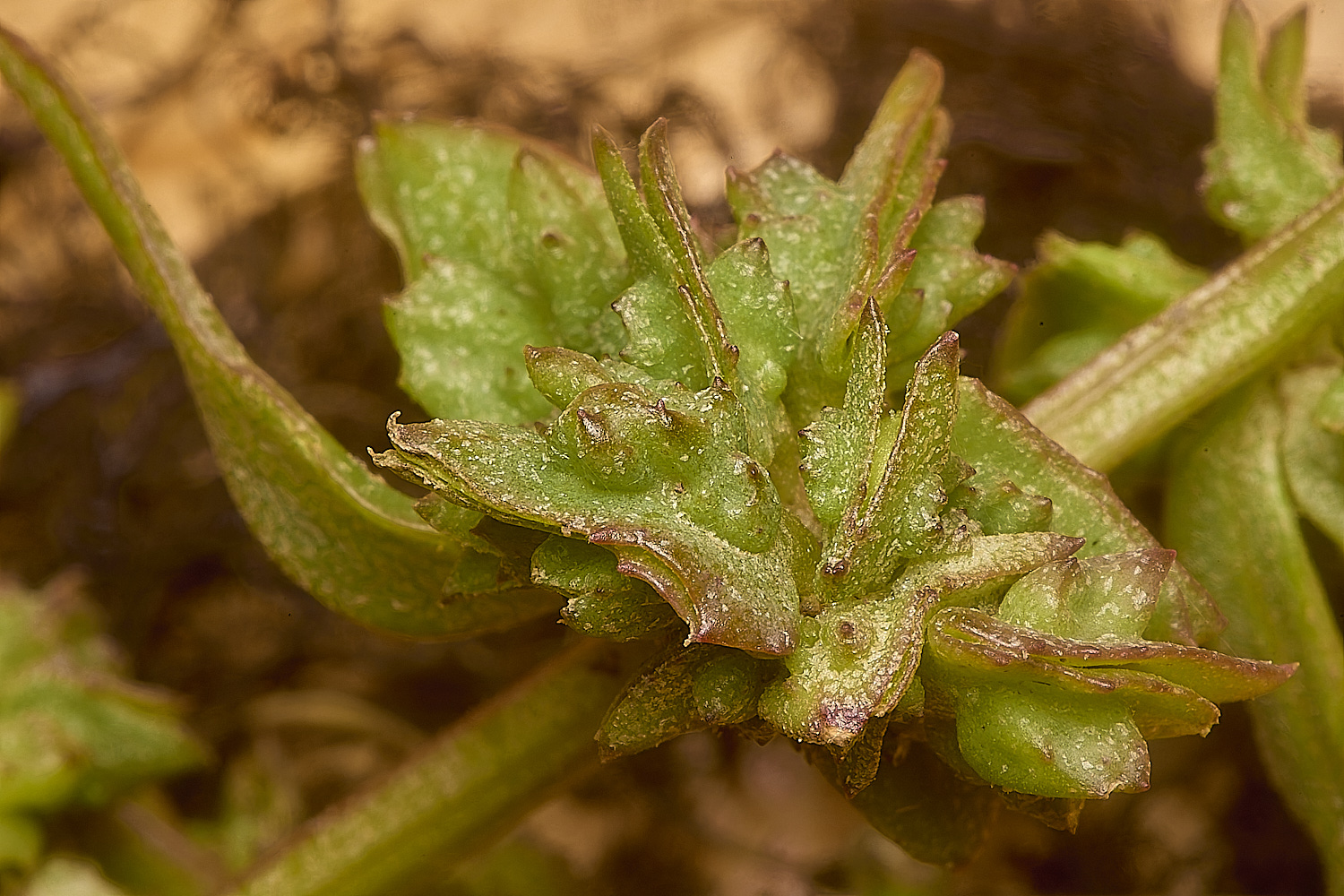 ThornhamOprostrata290924-8