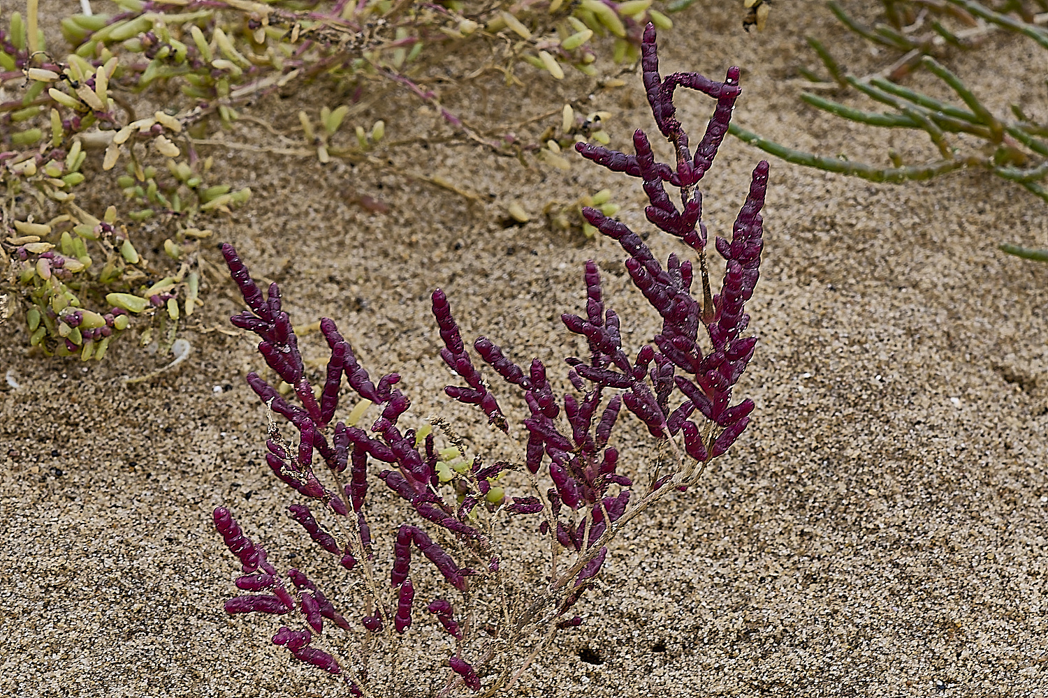 ThornhamPurpleGlasswort290924-2