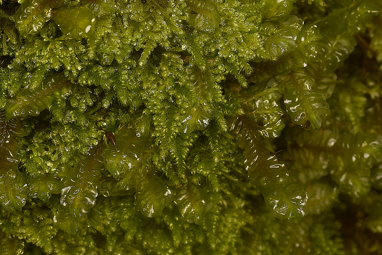 TideswellDaleCombMoss&#38;Pasplenoides131124-1