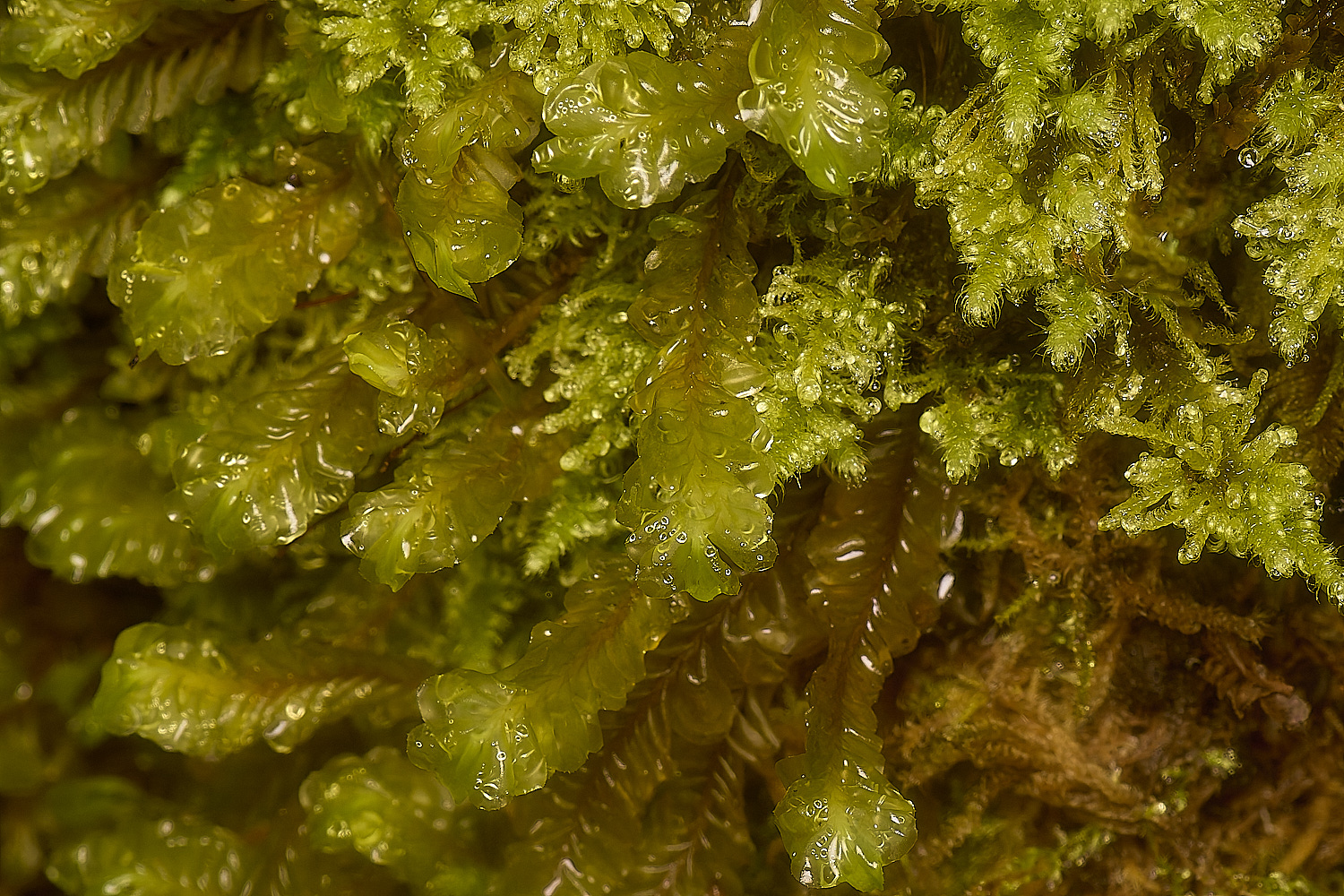 TideswellDaleCombMoss&#38;Pasplenoides131124-3