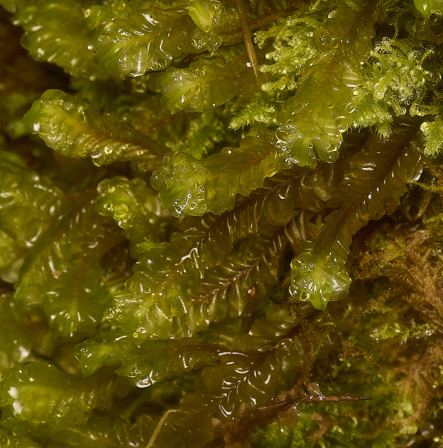 TideswellDaleCombMoss&#38;Pasplenoides131124-5