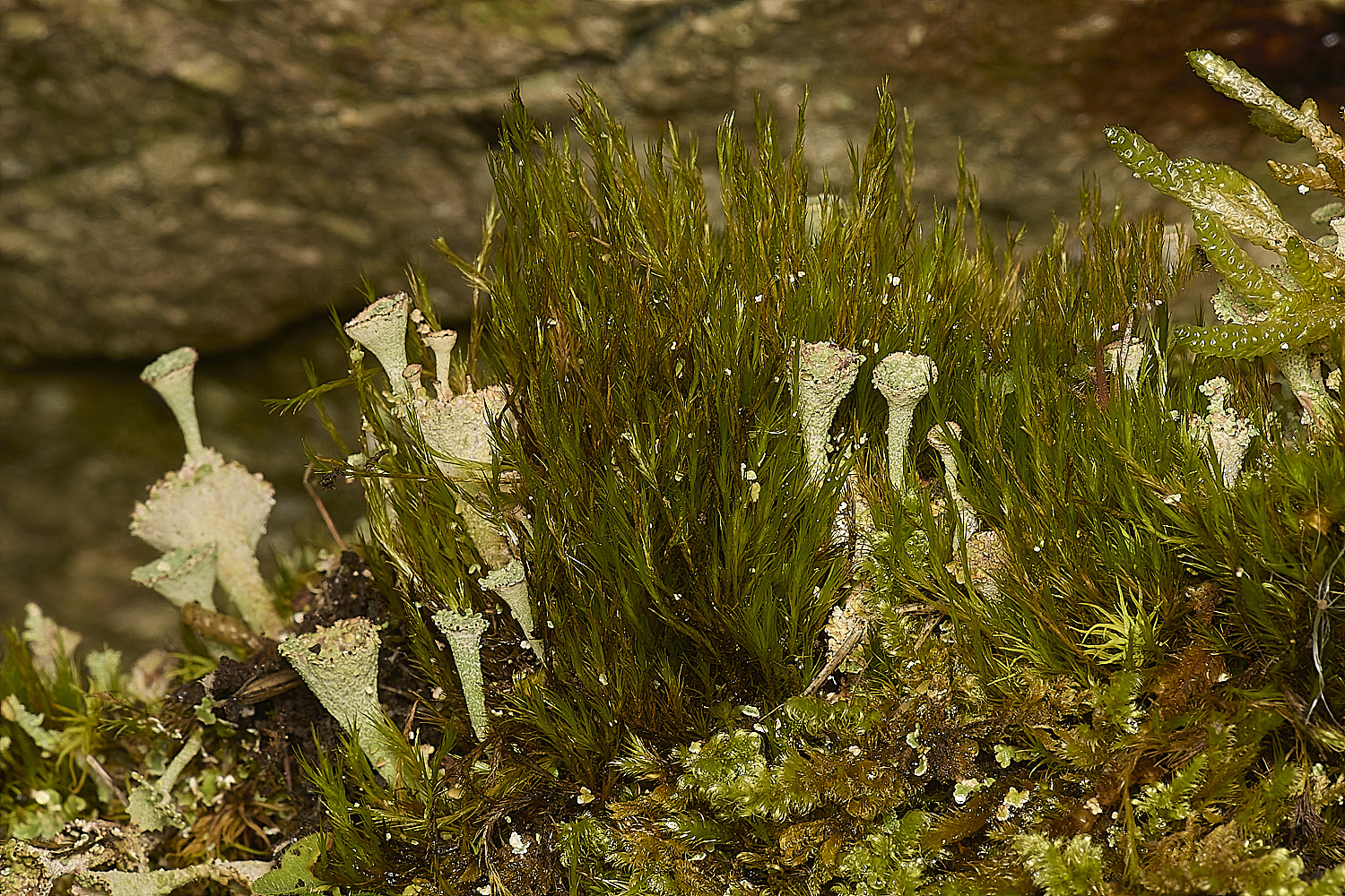 TideswellDaleDistichumLichenCombMoss131124-1