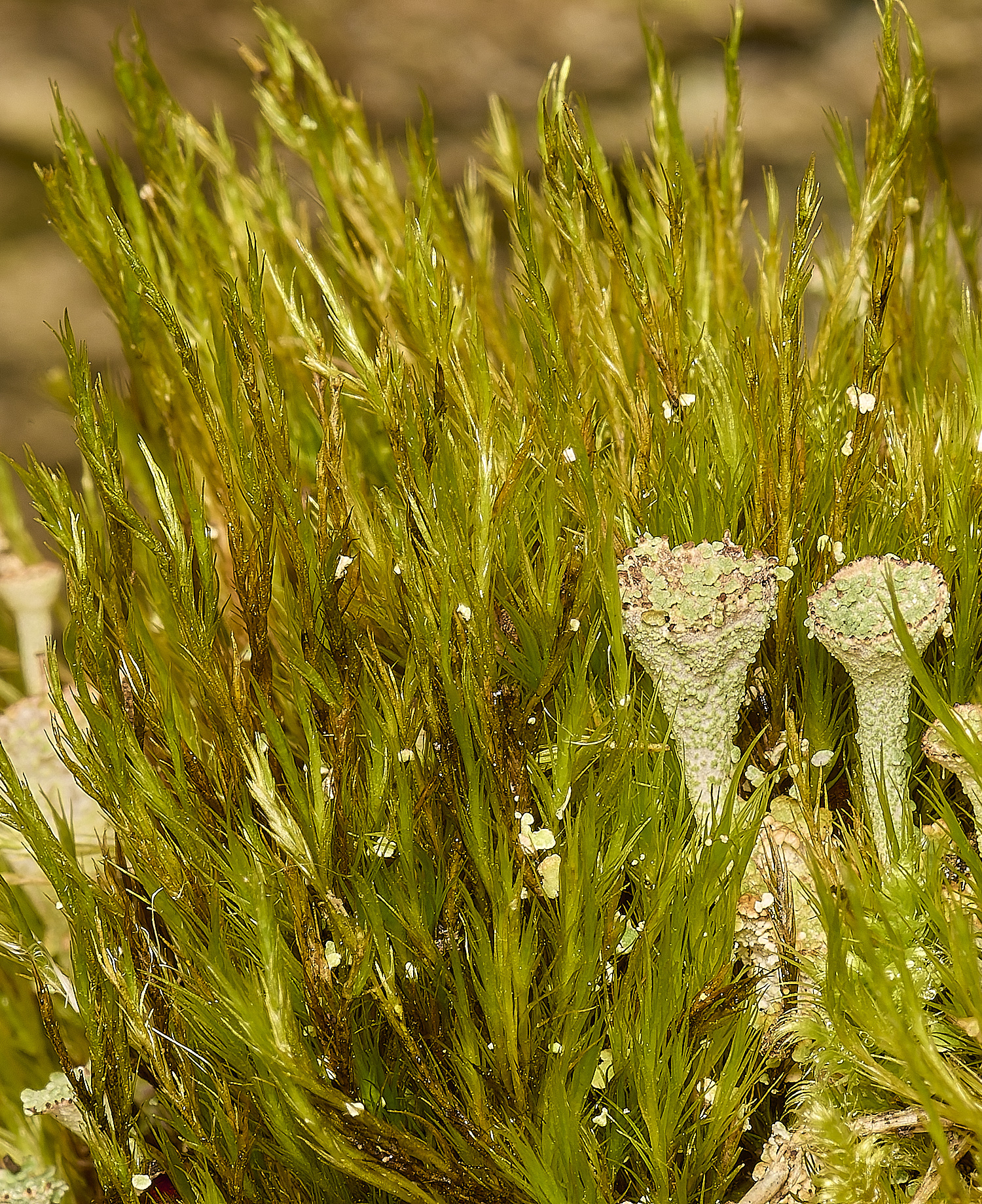 TideswellDaleDistichumLichenCombMoss131124-2