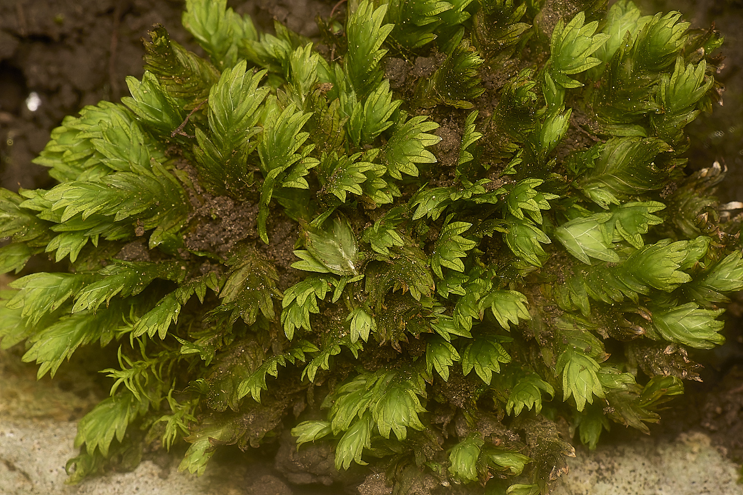 TideswellDaleFissidens131124-1