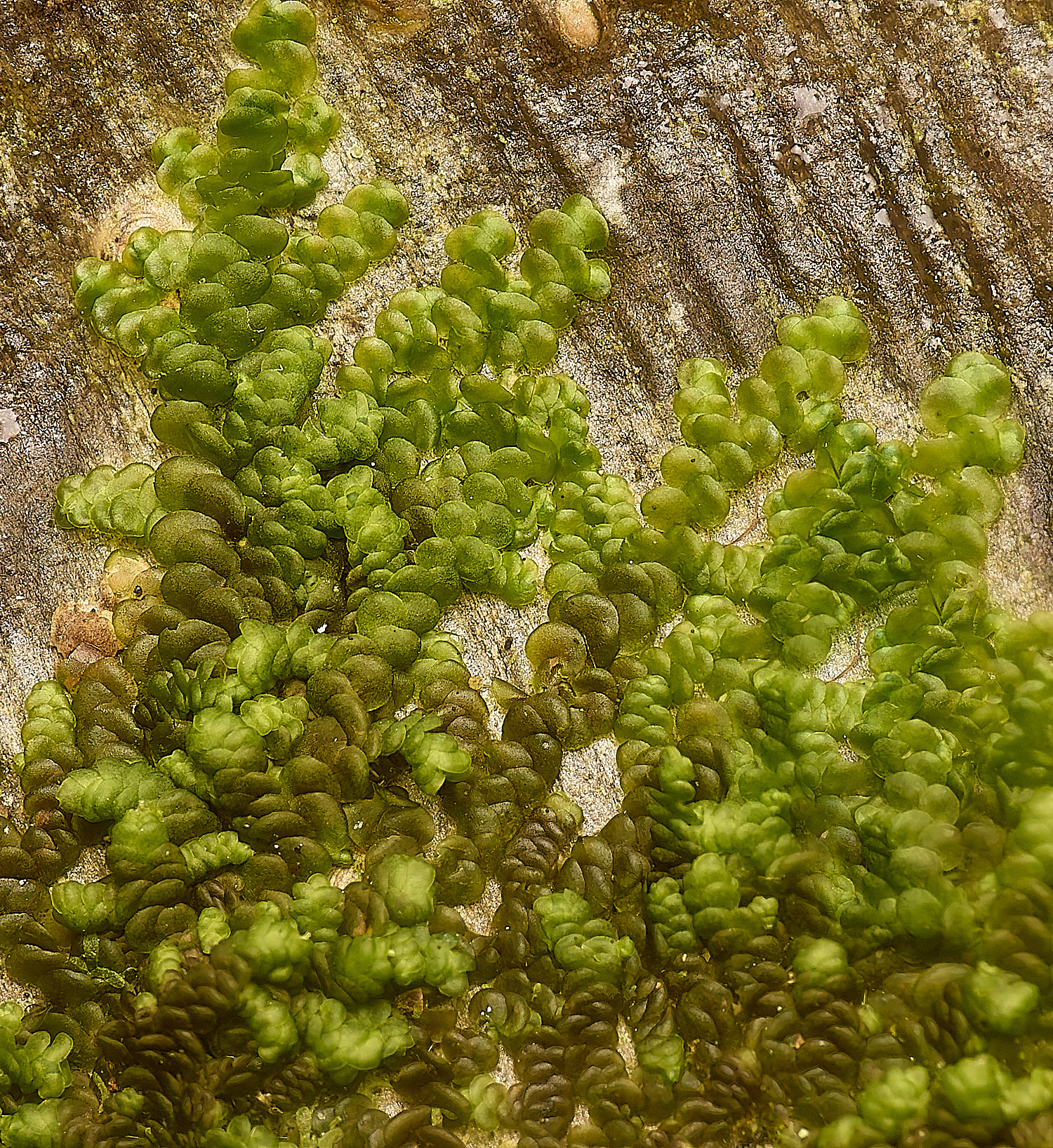 TideswellDaleFrullania131124-1 1