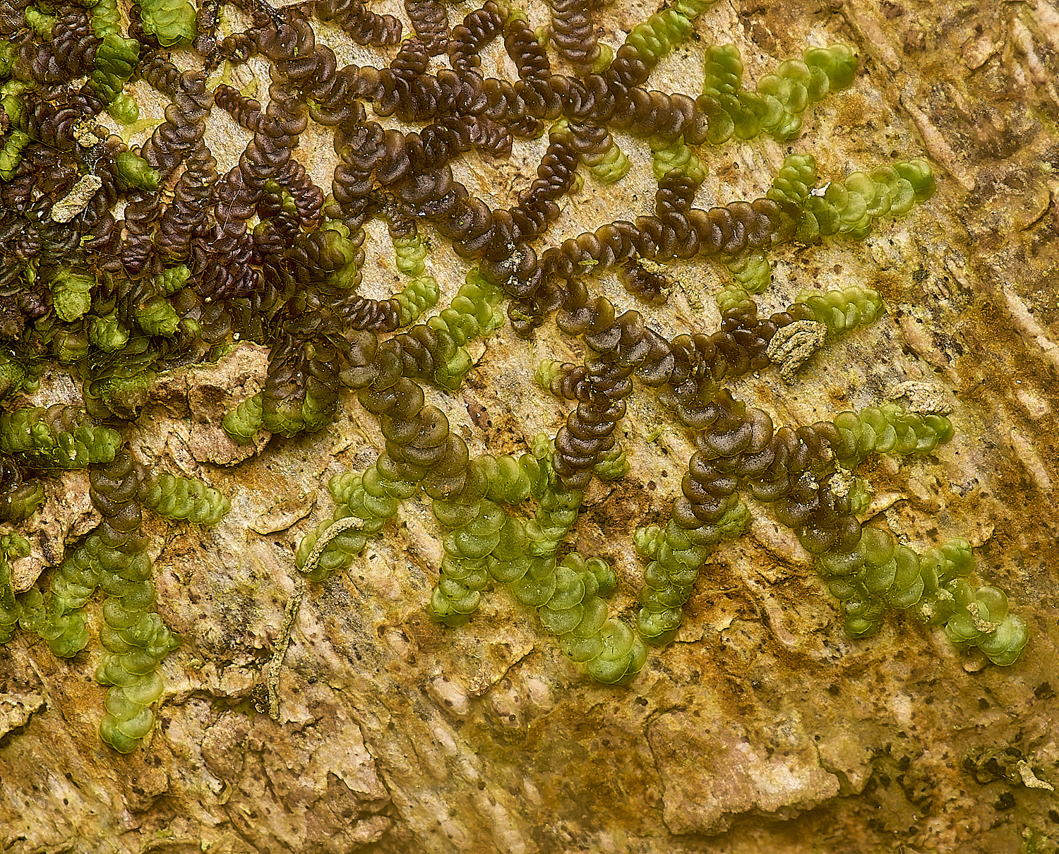 TideswellDaleFrullania131124-2