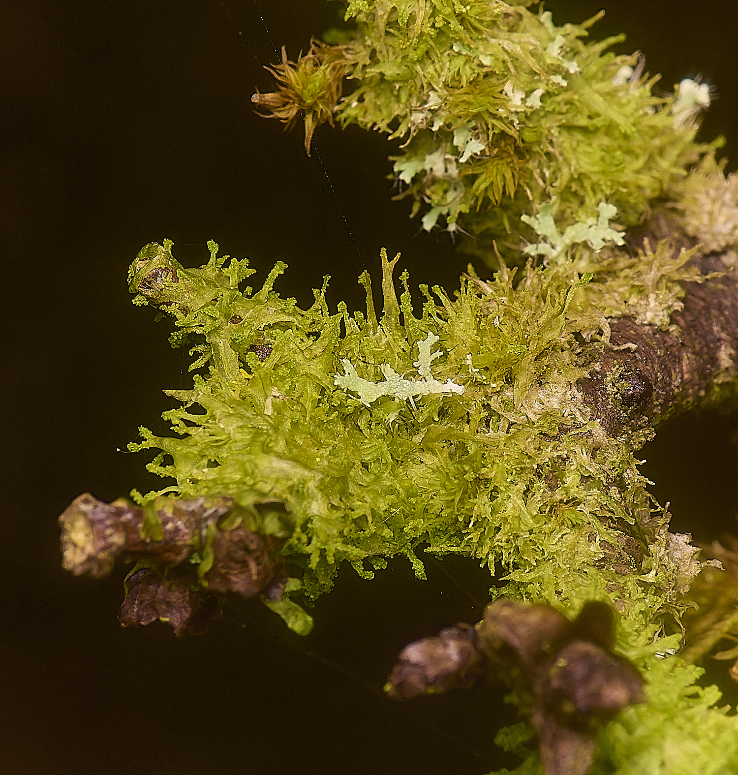 TideswellDaleMviolacea131124-2