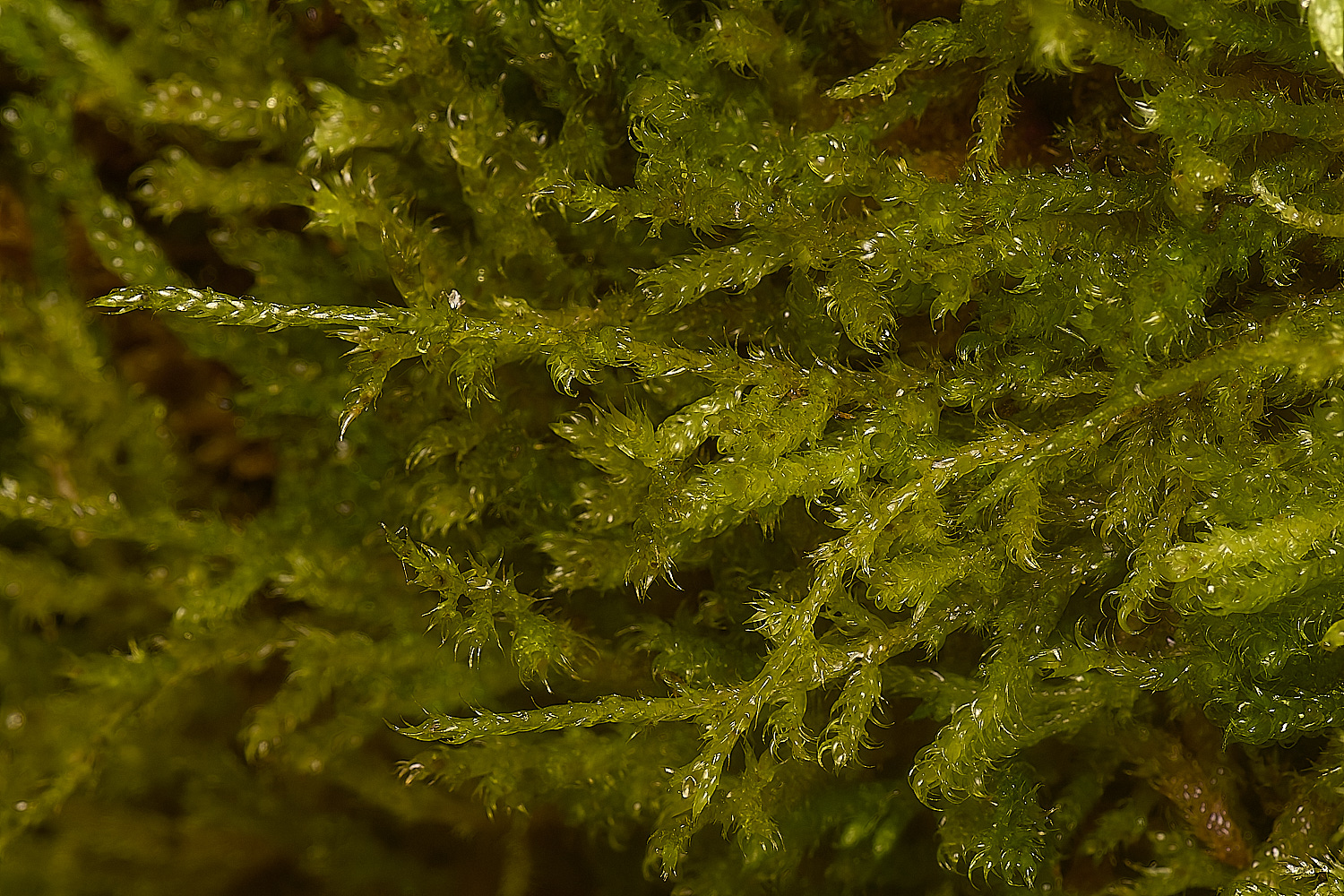 TideswellDalePleurocarp131124-2