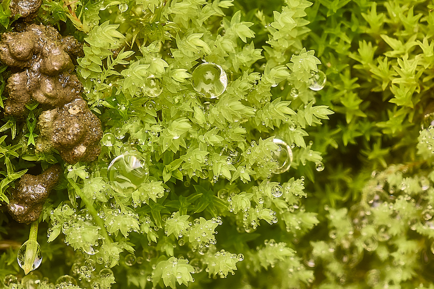 TideswellDalePohlia131124-1