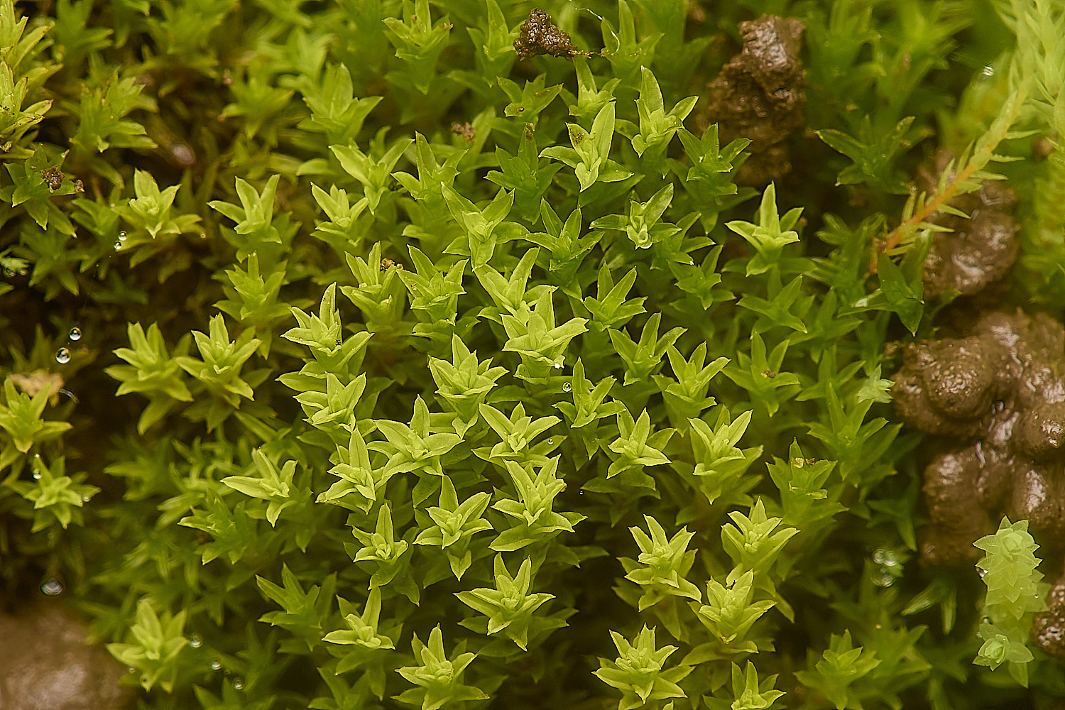 TideswellDaleStreptoblichtum131124-1