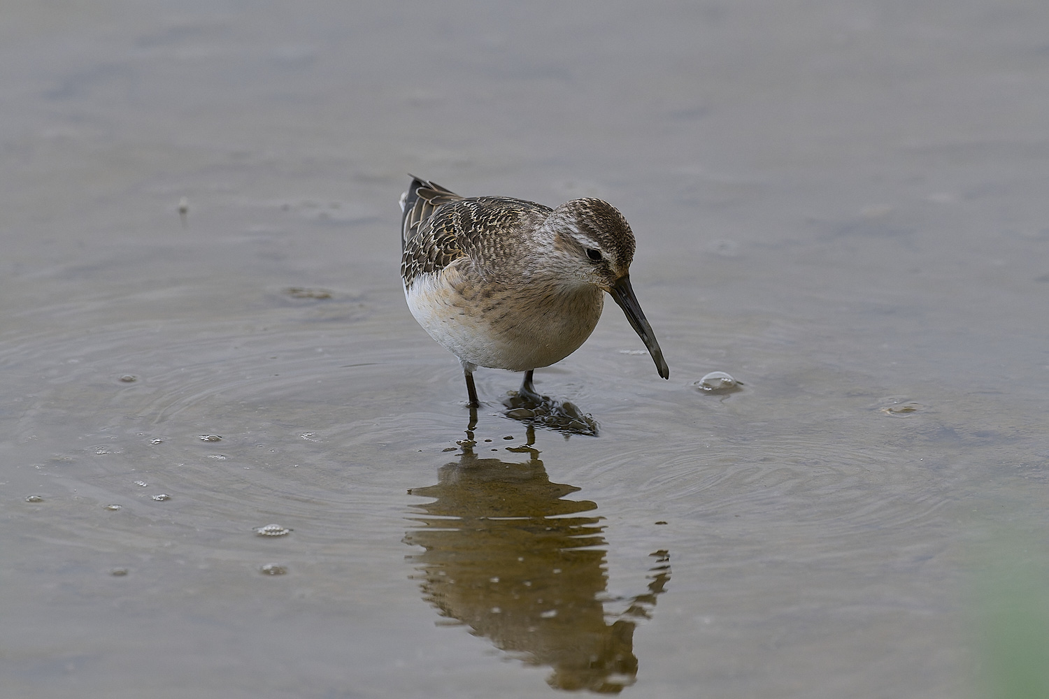 TitchwellCurlewSandpiper040924-3-NEF-