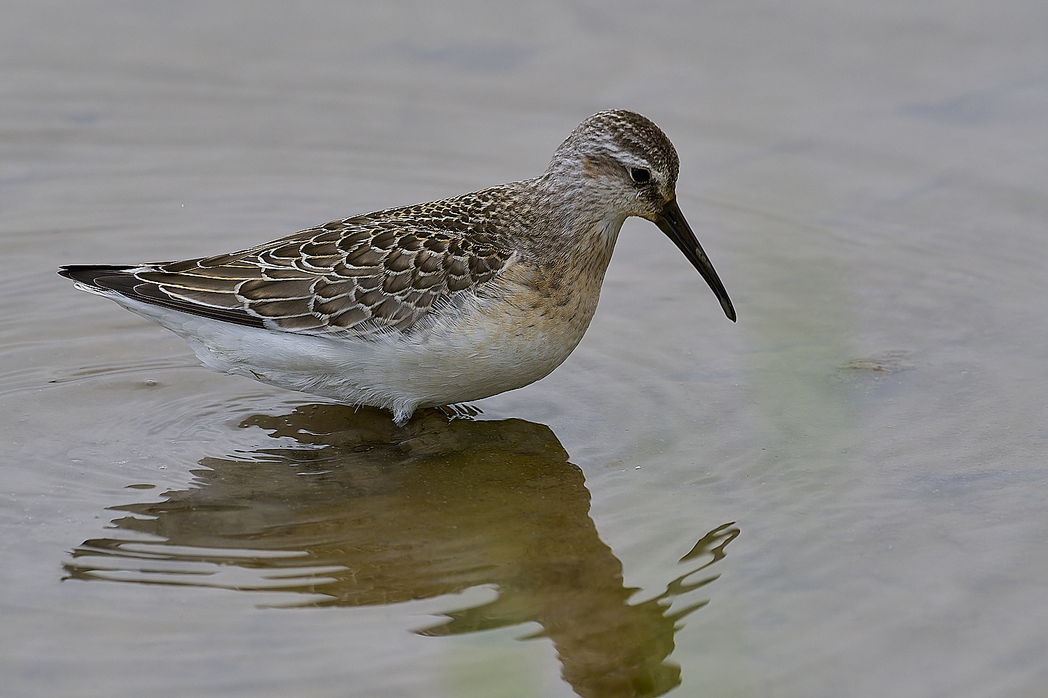 TitchwellCurlewSandpiper040924-5-NEF-