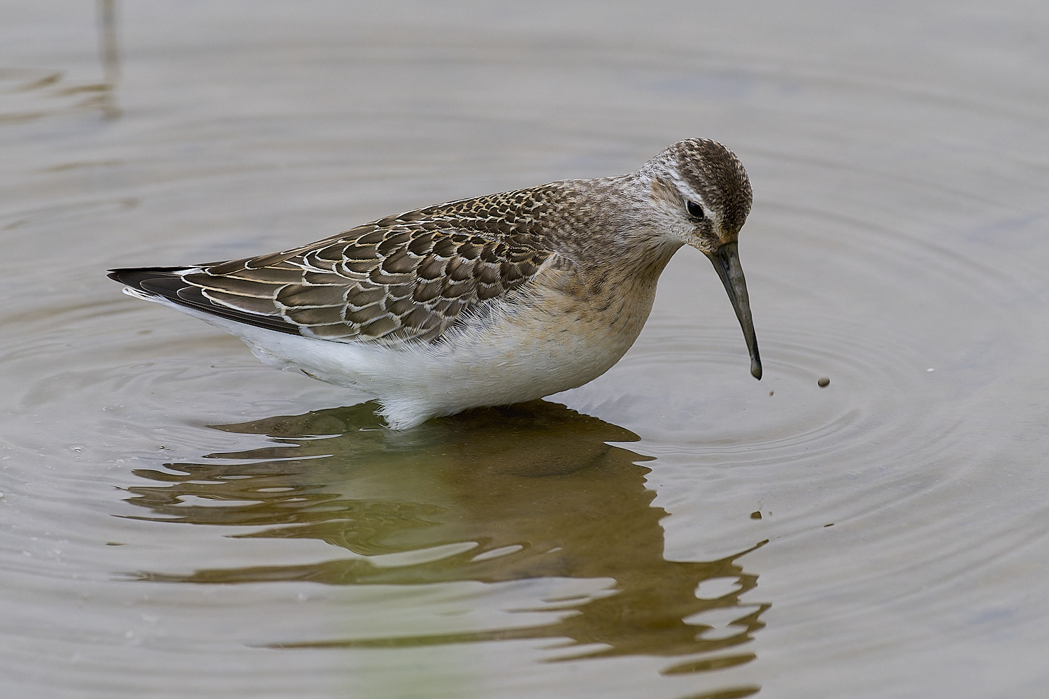 TitchwellCurlewSandpiper040924-8-NEF-