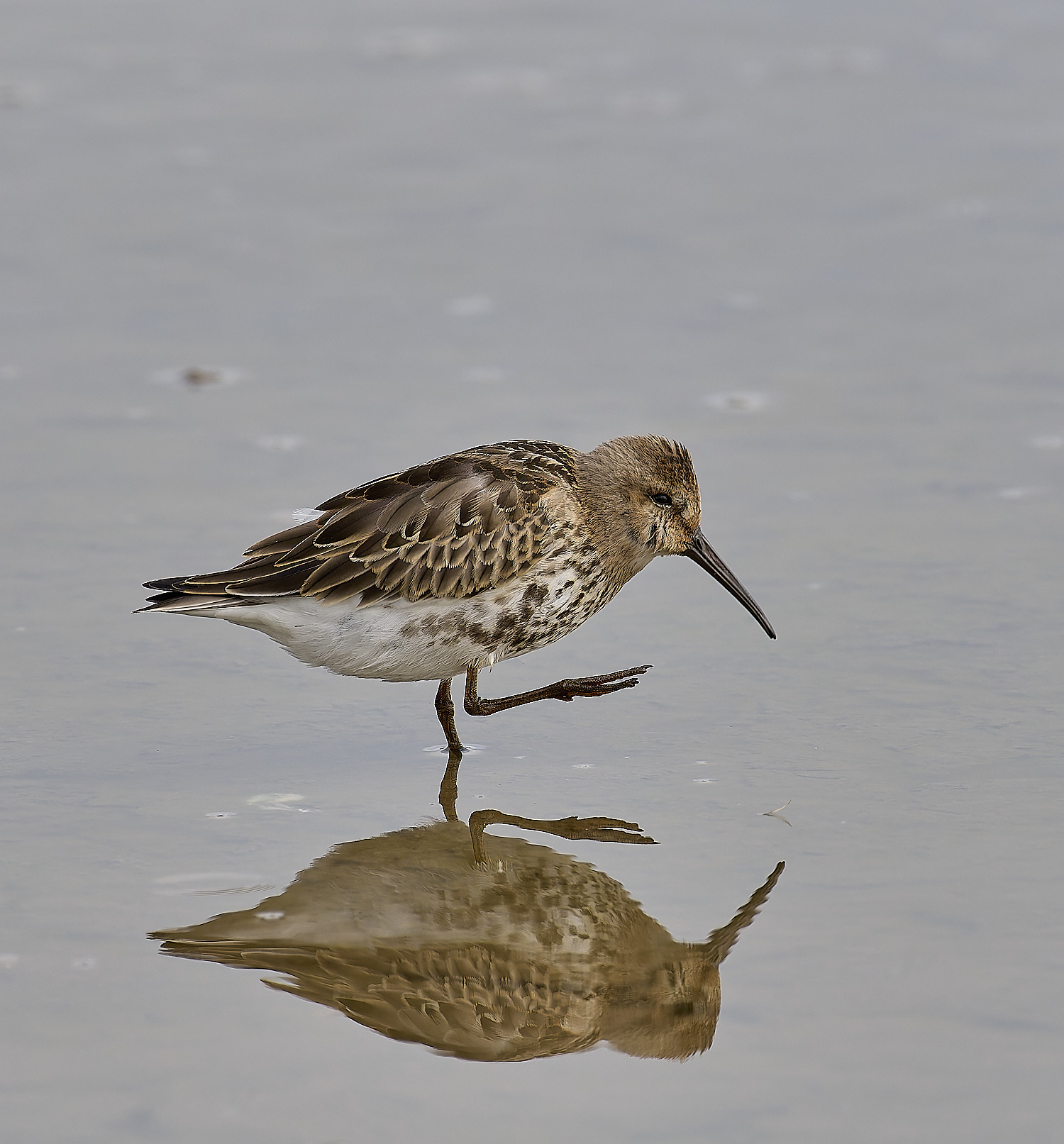 TitchwellDunlin040924-1-NEF-