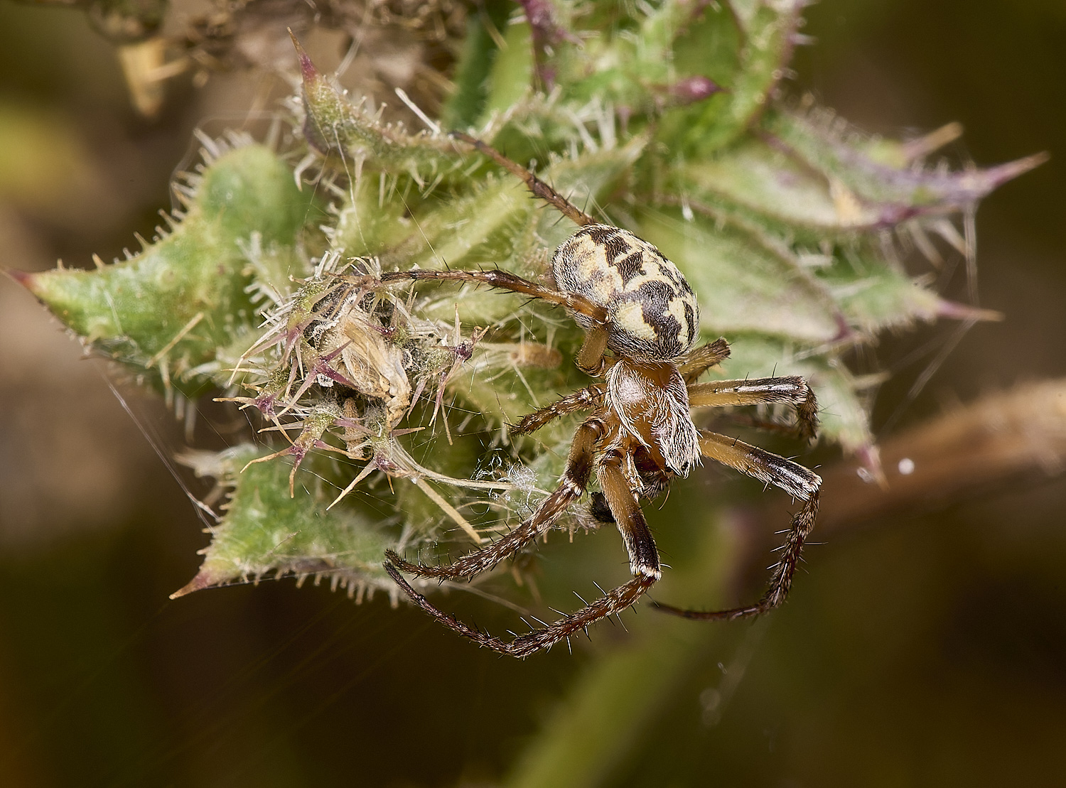 TitchwellSpider040924-1-NEF-