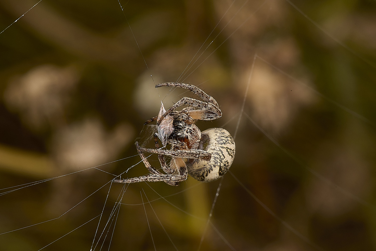 TitchwellSpider2040924-1-NEF-