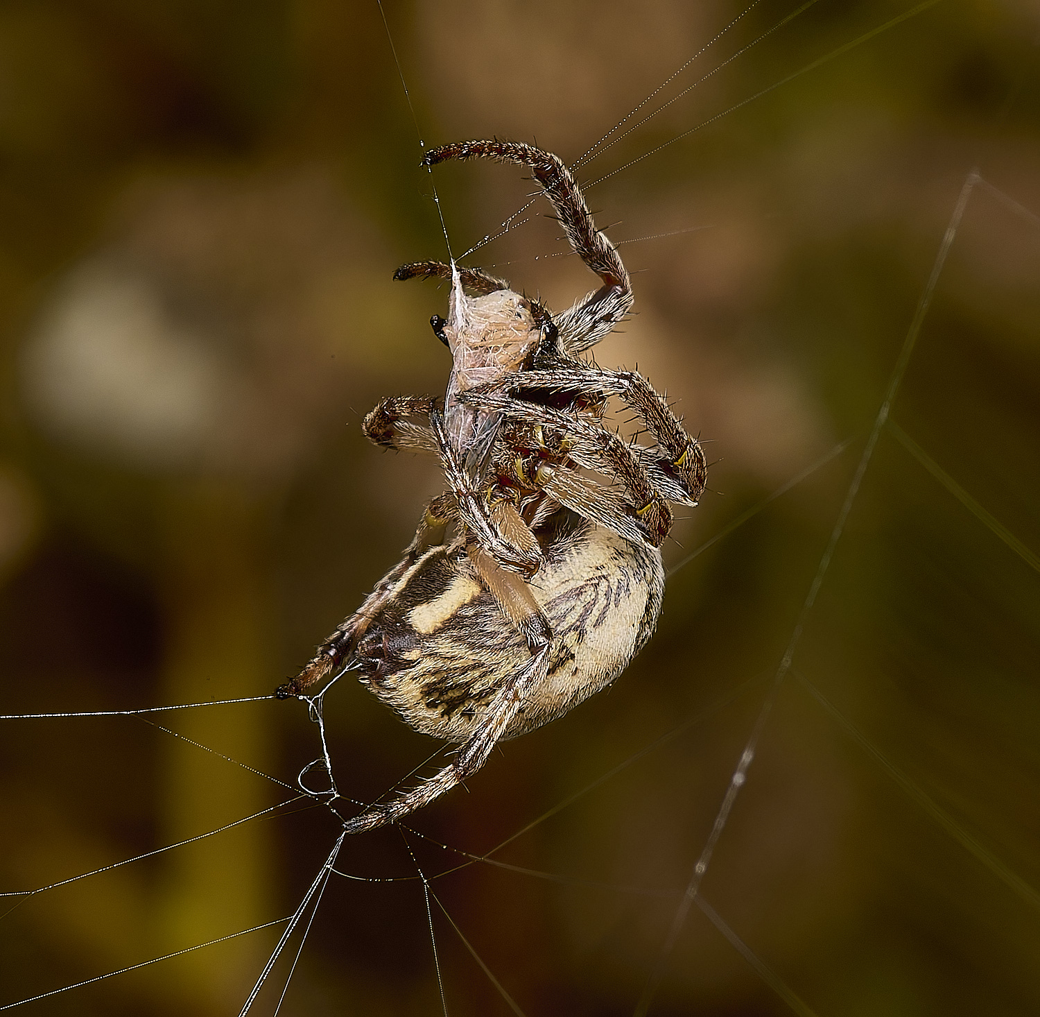 TitchwellSpider2040924-2-NEF-