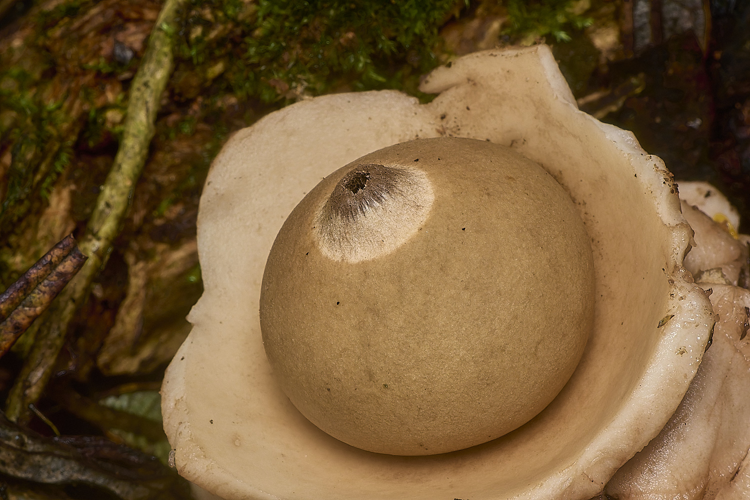 WalseyHillsGeastrum021024-1