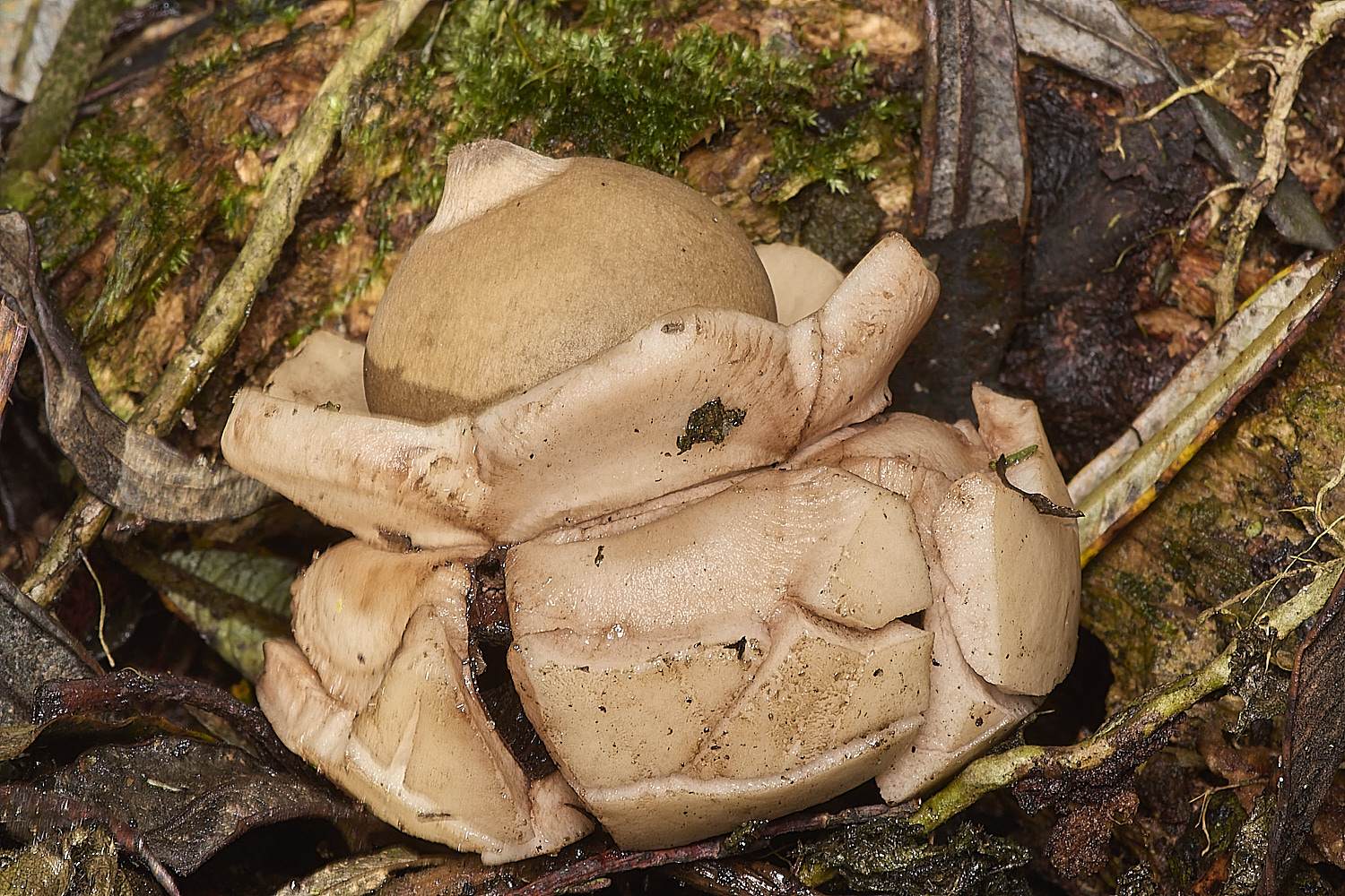 WalseyHillsGeastrum021024-2