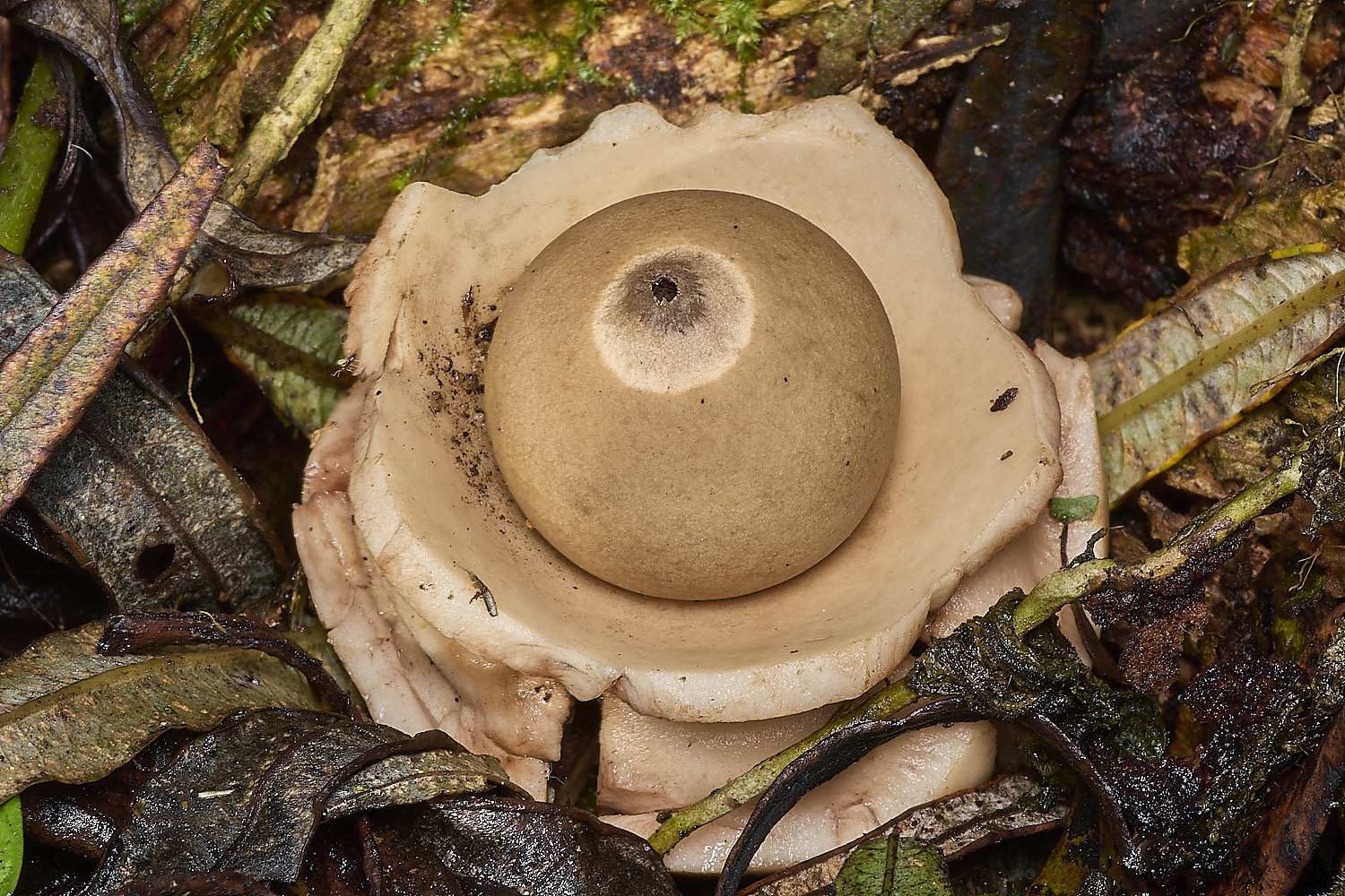 WalseyHillsGeastrum021024-3