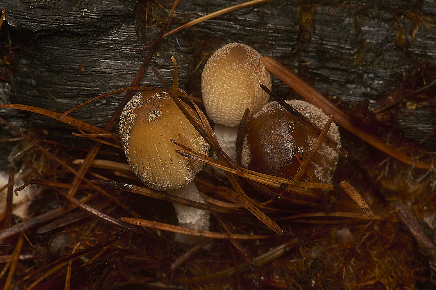 WestAcreCmicacea141224-2