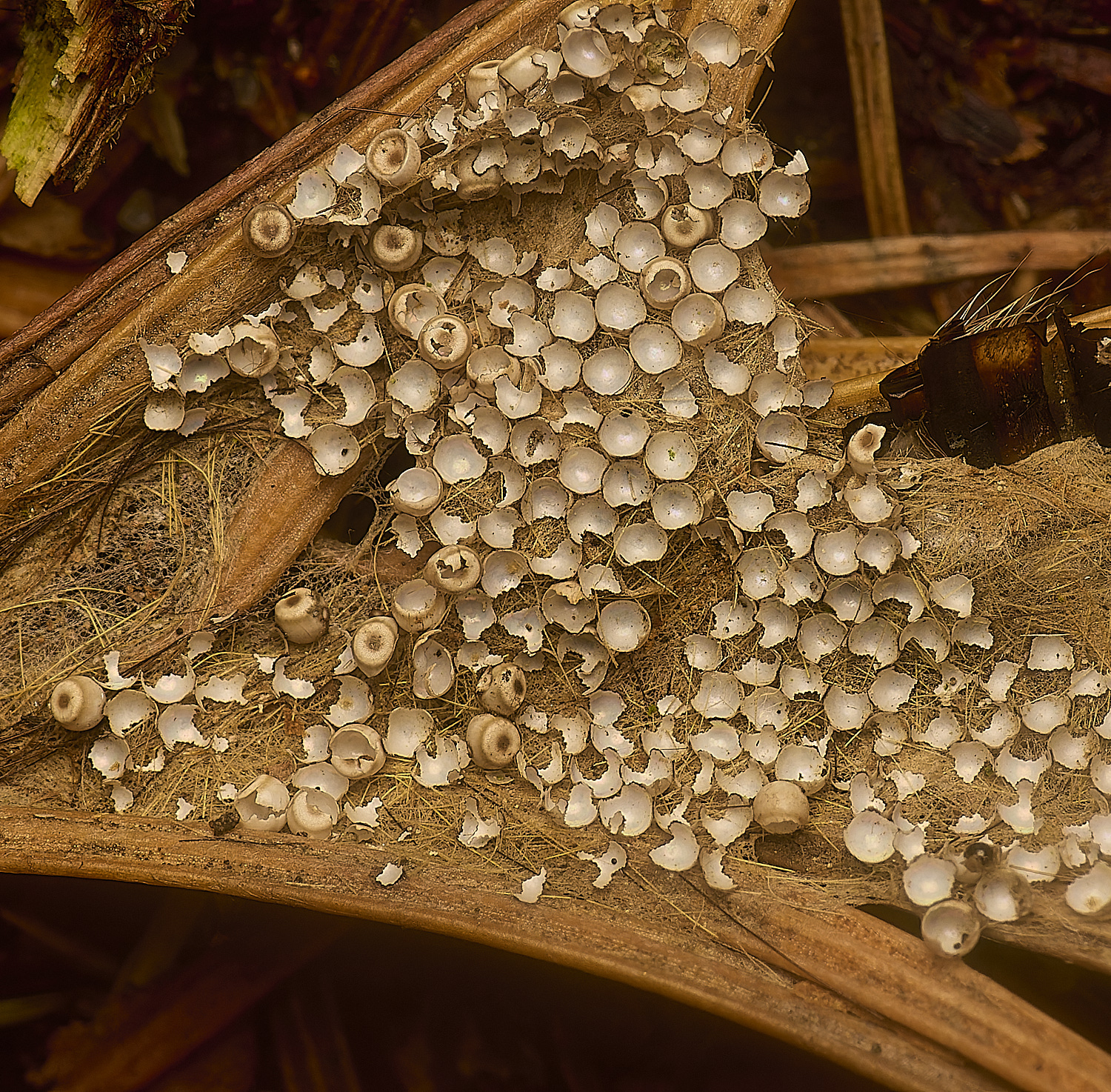 WestAcreDrySlimeMold